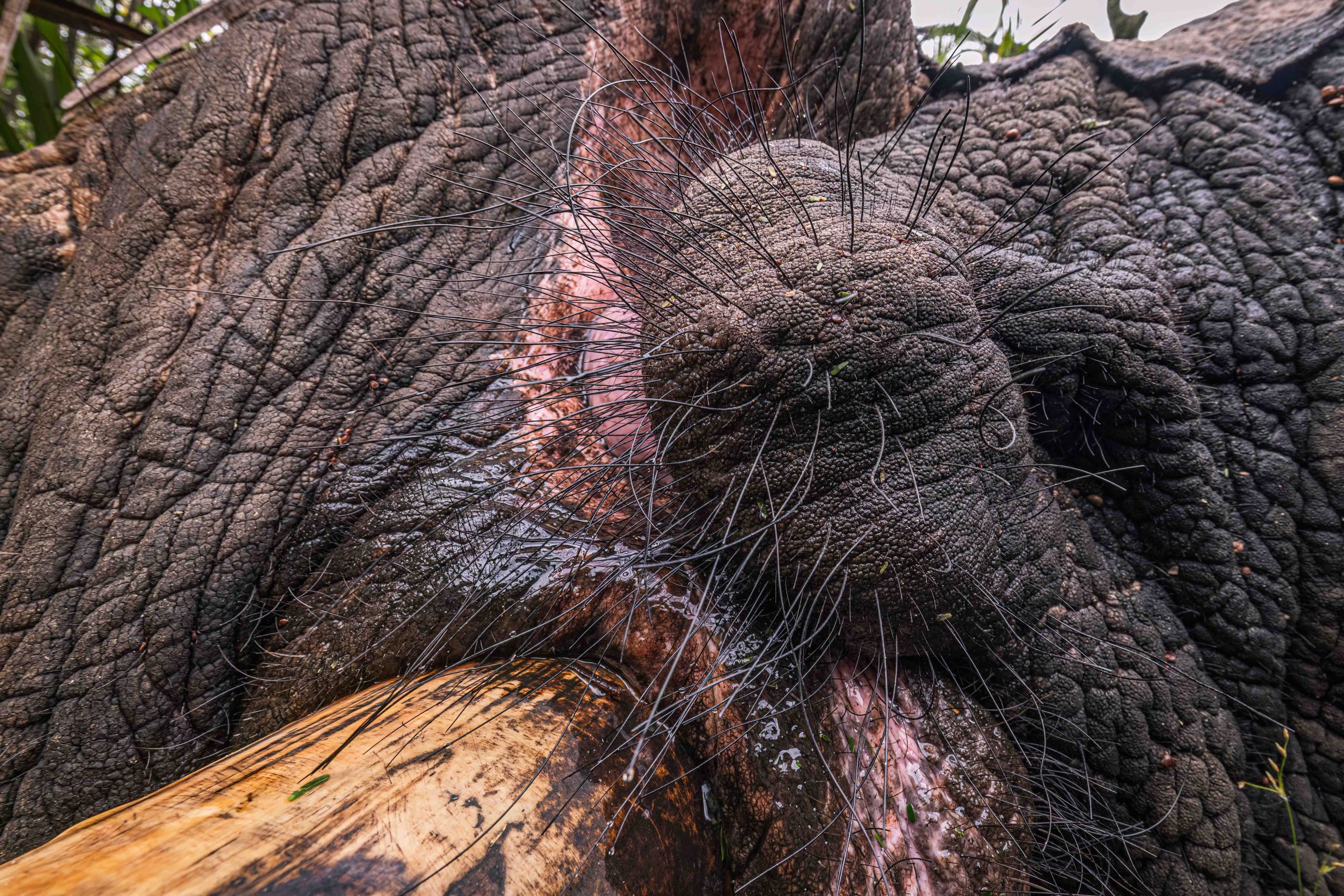 Pt 3 Tembe to Phinda Elephant Translocation by Wiki West 2mb no wm-2917