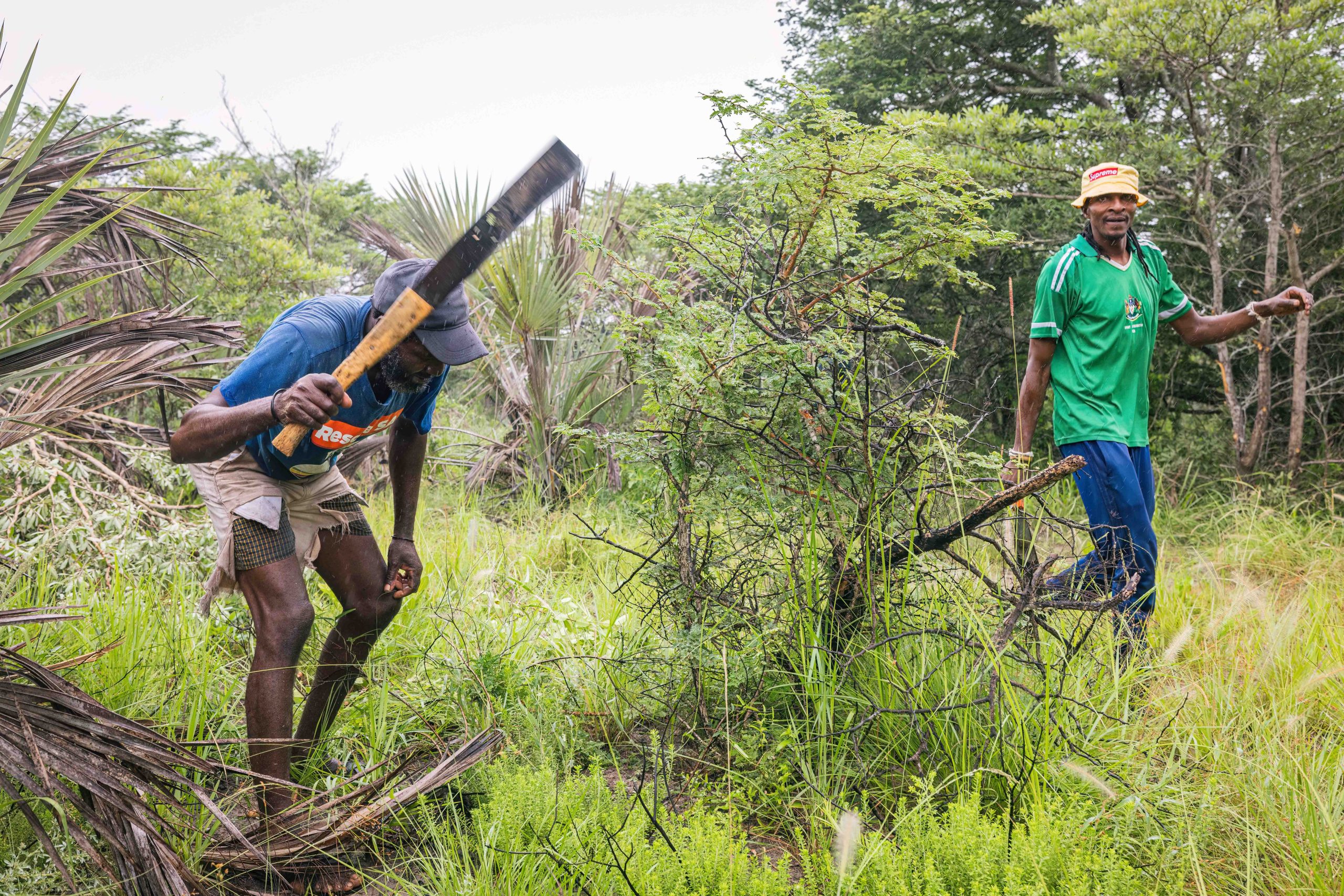 Pt 3 Tembe to Phinda Elephant Translocation by Wiki West 2mb no wm-3356