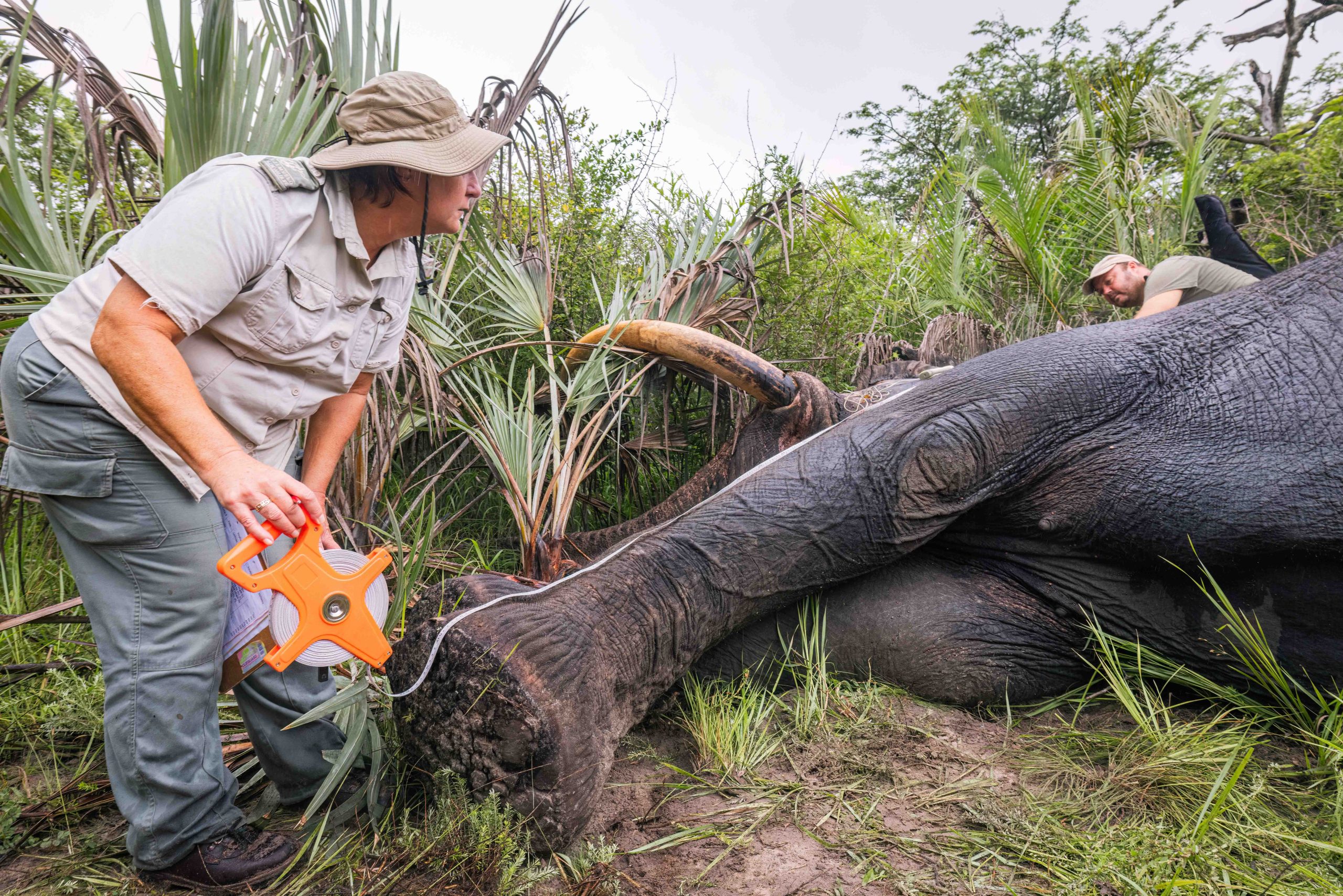 Pt 3 Tembe to Phinda Elephant Translocation by Wiki West 2mb no wm-3423