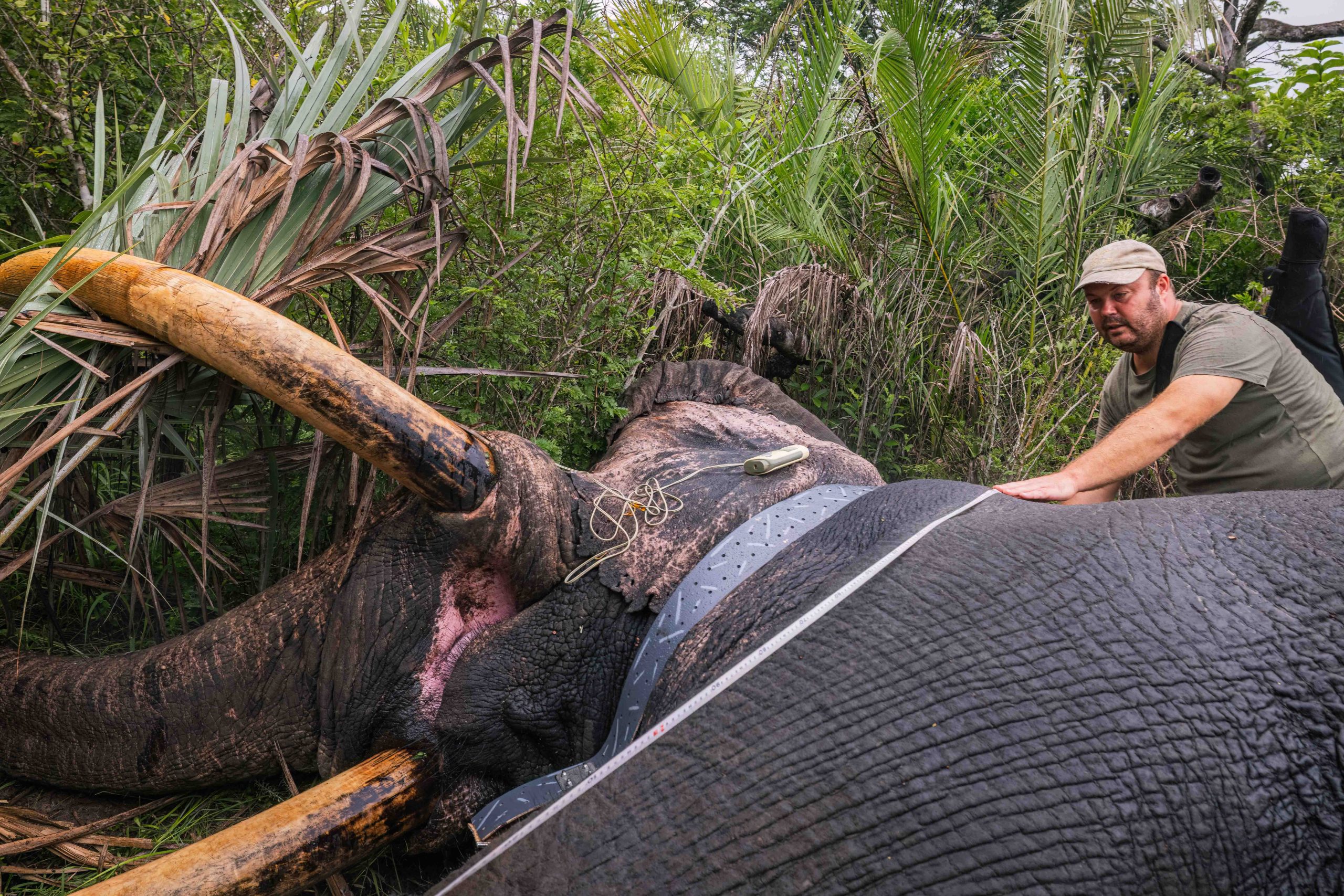 Pt 3 Tembe to Phinda Elephant Translocation by Wiki West 2mb no wm-3428