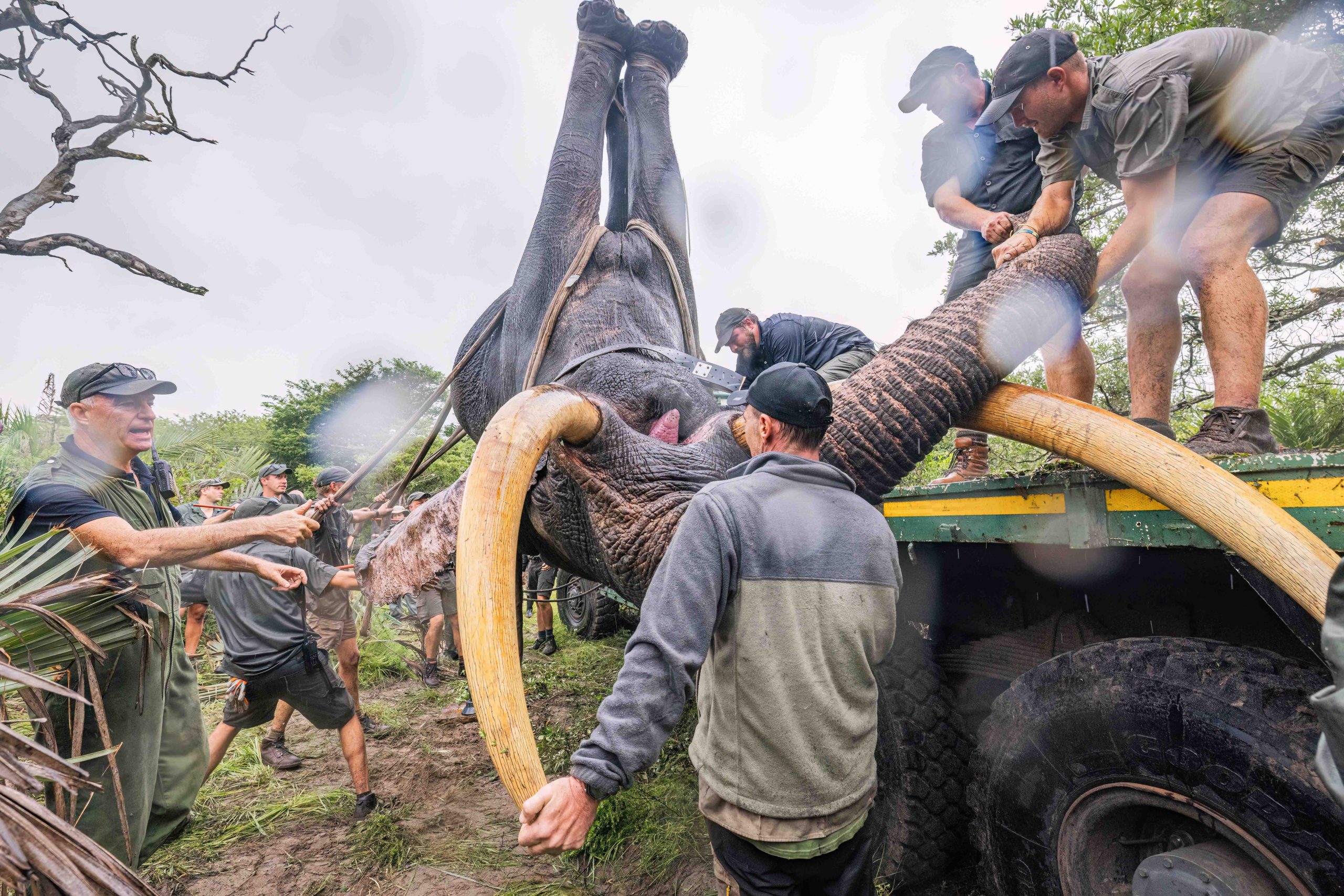 Pt 3 Tembe to Phinda Elephant Translocation by Wiki West 2mb no wm-3614