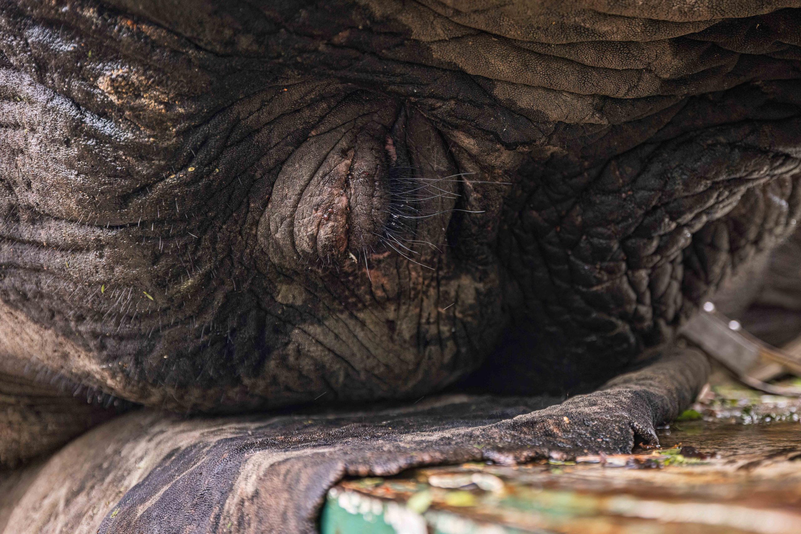 Pt 3 Tembe to Phinda Elephant Translocation by Wiki West 2mb no wm-3747