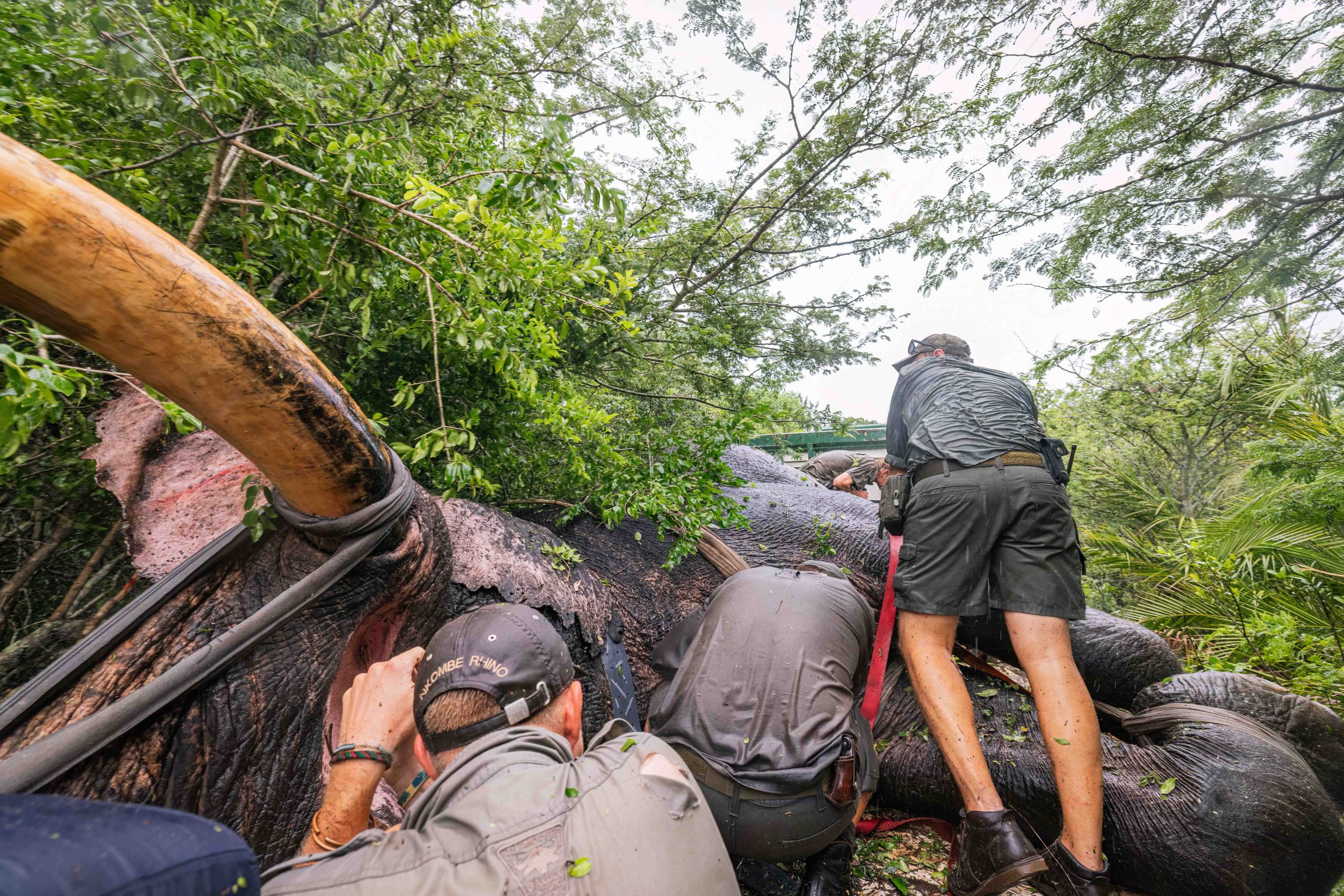 Pt 3 Tembe to Phinda Elephant Translocation by Wiki West 2mb no wm-3919