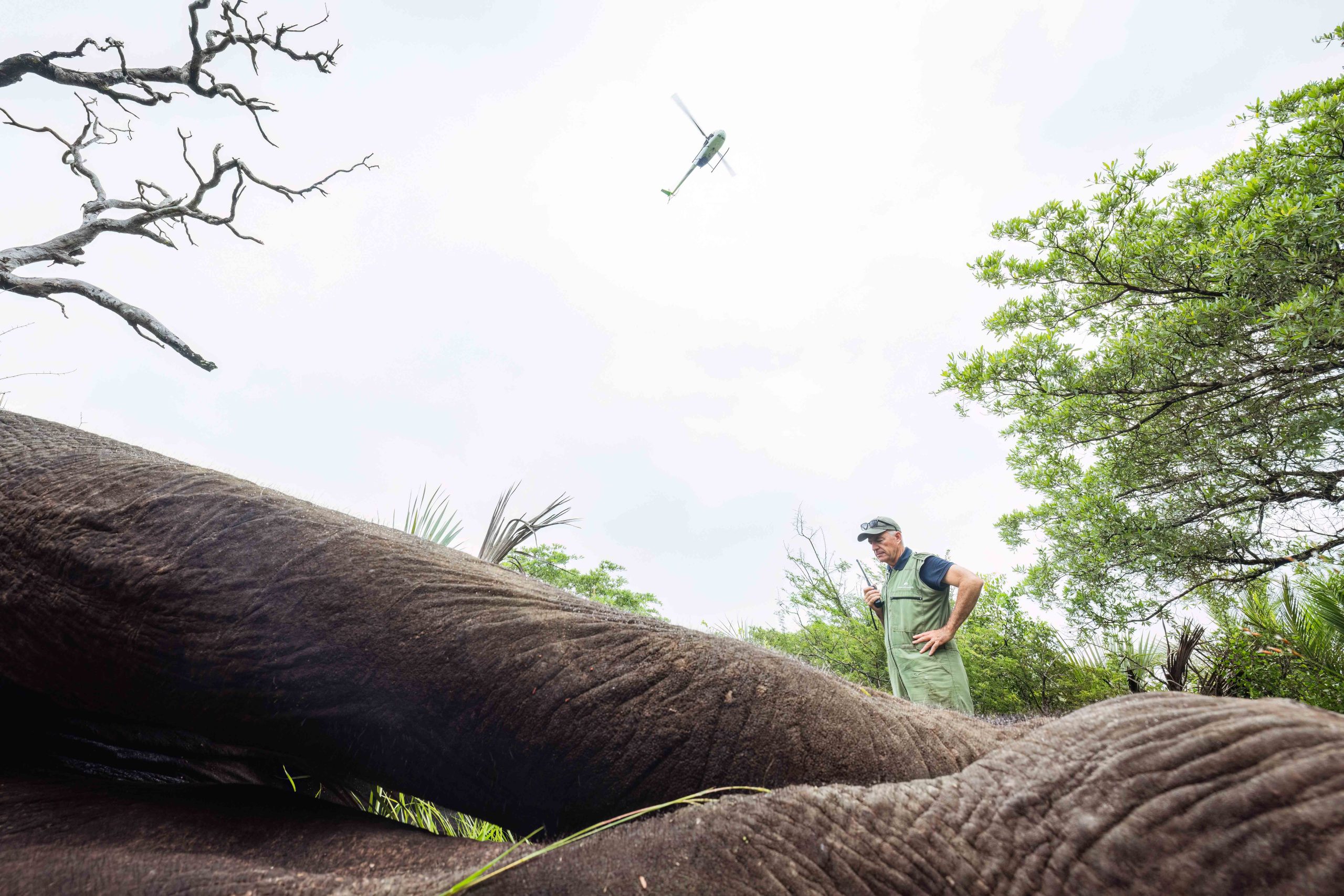 Tembe to Phinda Elephant Translocation by Wiki West Edited 2mb no wm-2928