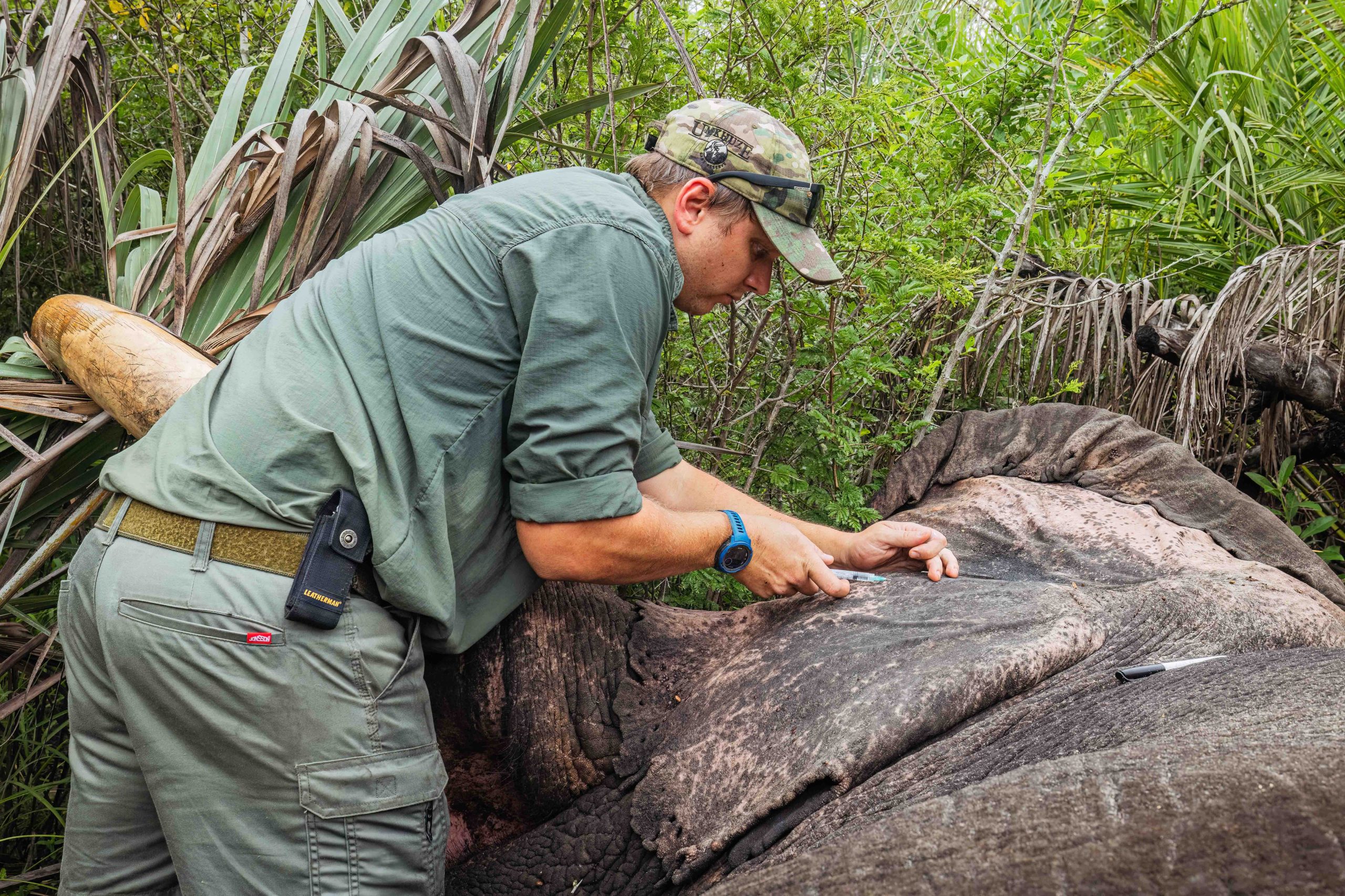Tembe to Phinda Elephant Translocation by Wiki West Edited 2mb no wm-3000