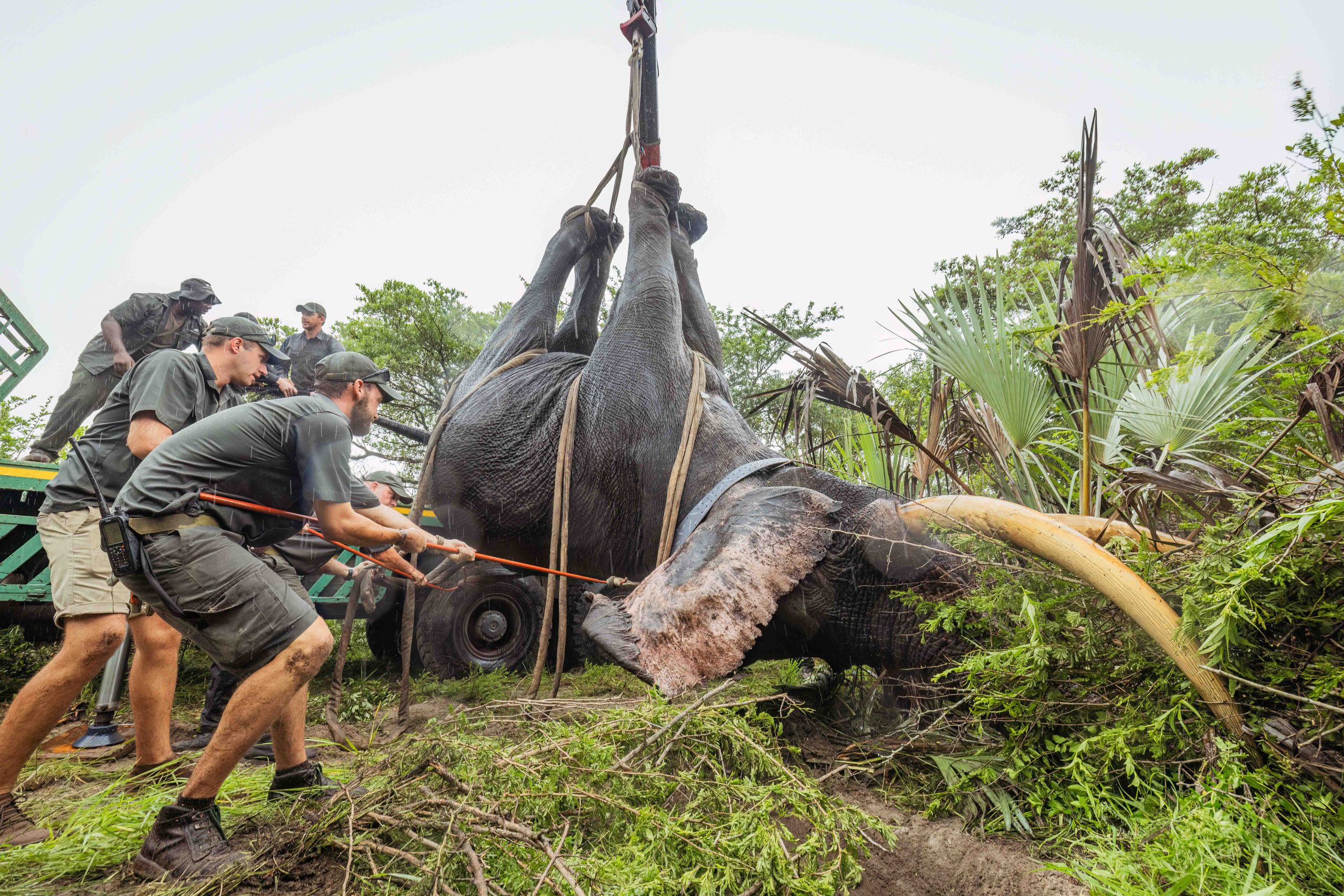 Tembe to Phinda Elephant Translocation by Wiki West Edited 2mb no wm-3509