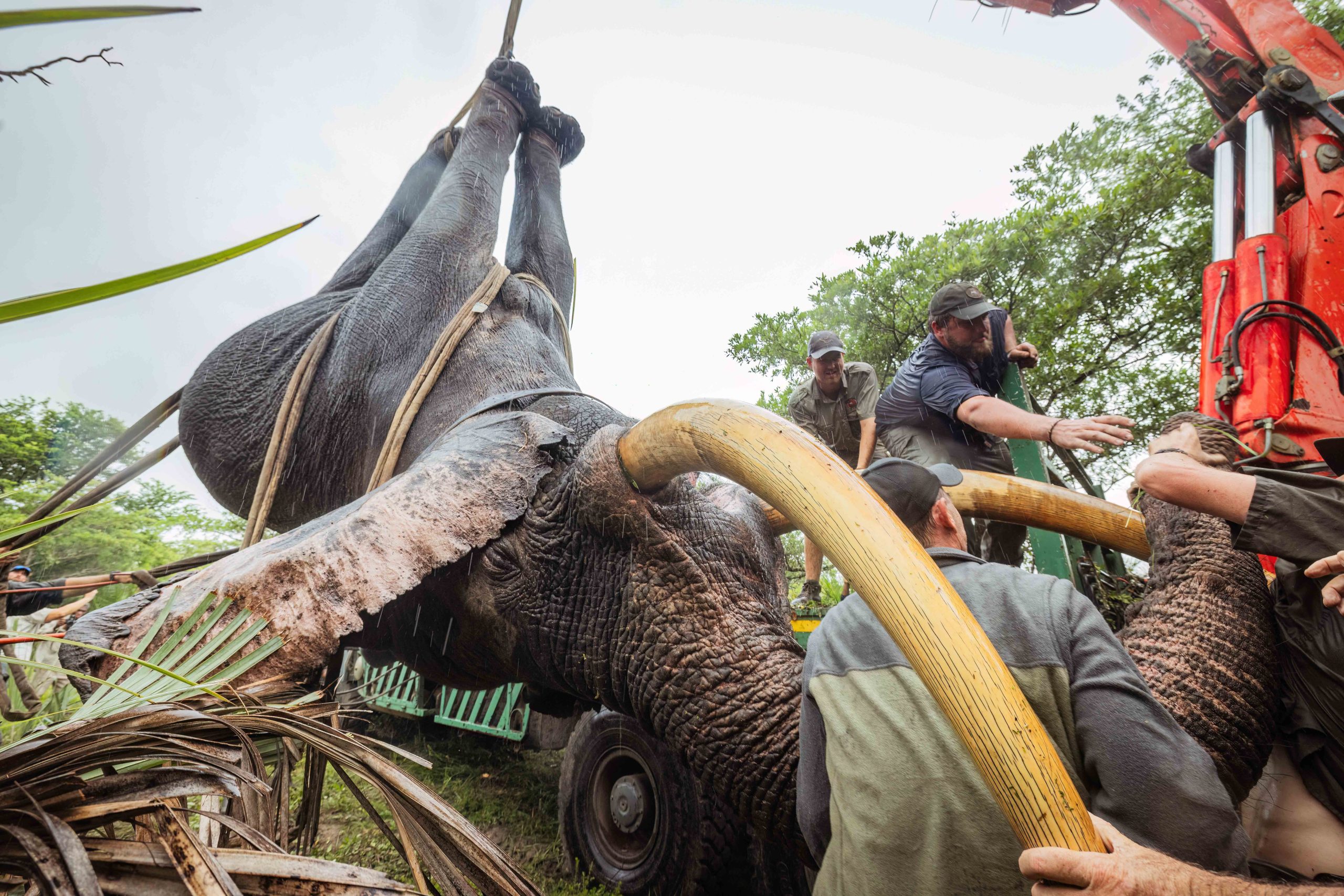 Tembe to Phinda Elephant Translocation by Wiki West Edited 2mb no wm-3532