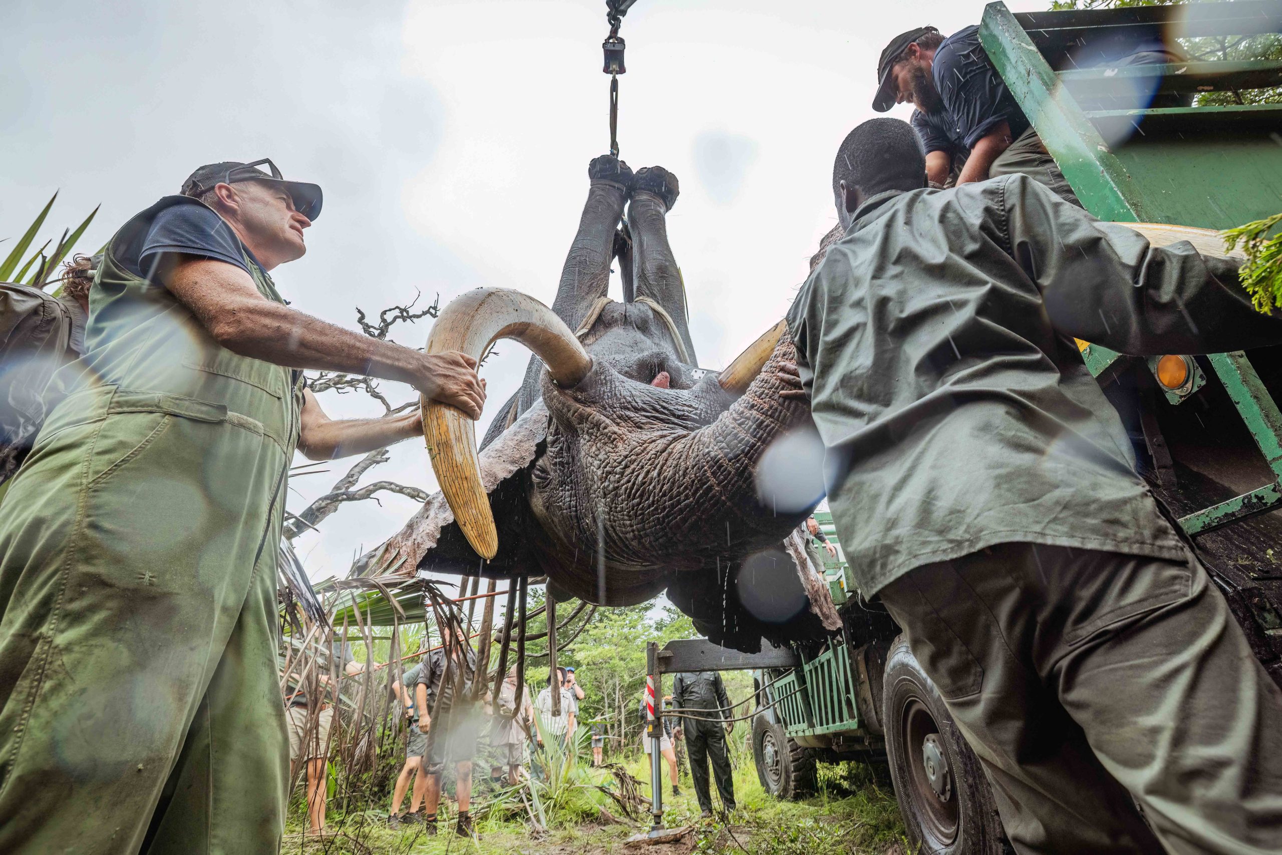 Tembe to Phinda Elephant Translocation by Wiki West Edited 2mb no wm-3561