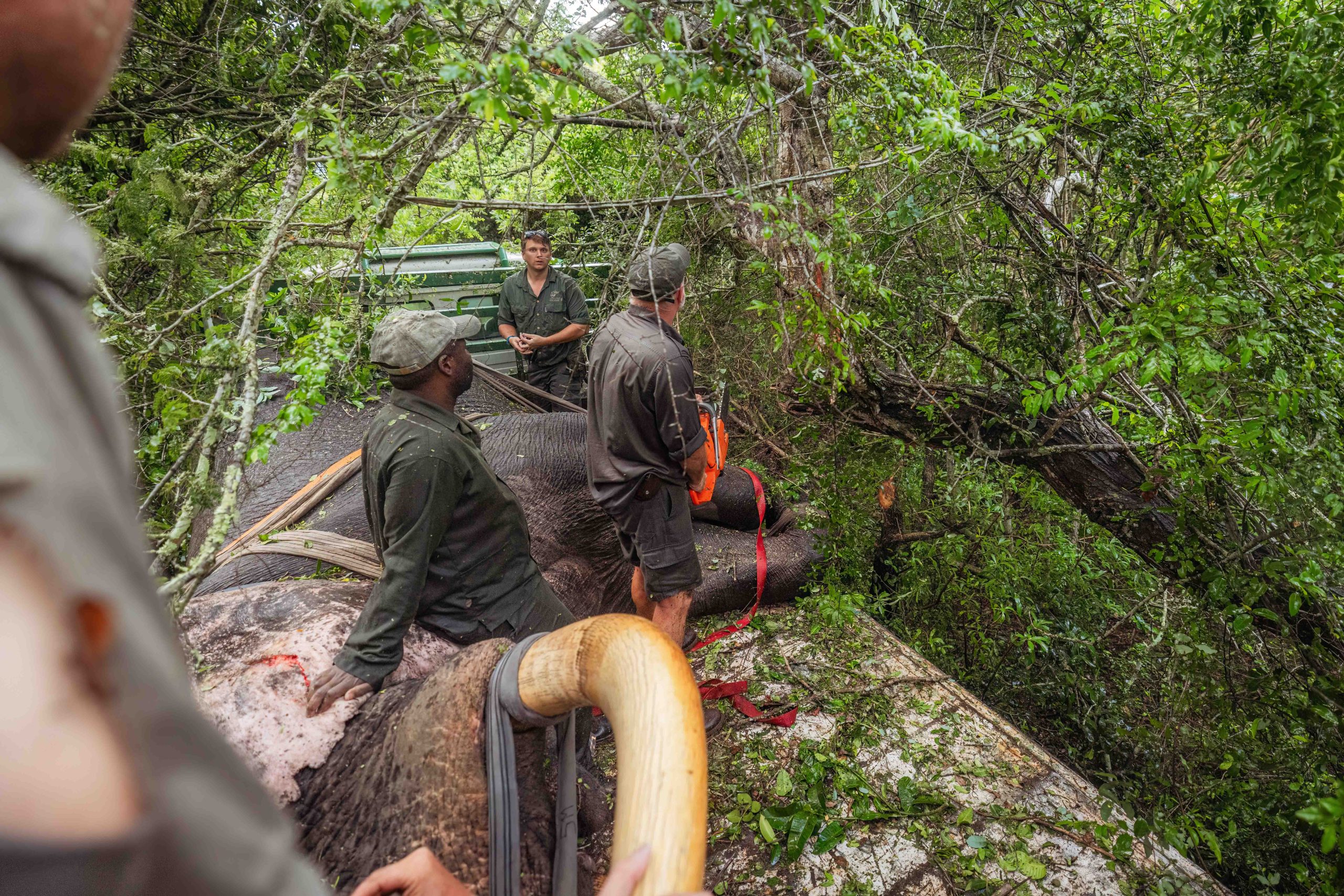 Tembe to Phinda Elephant Translocation by Wiki West Edited 2mb no wm-4220