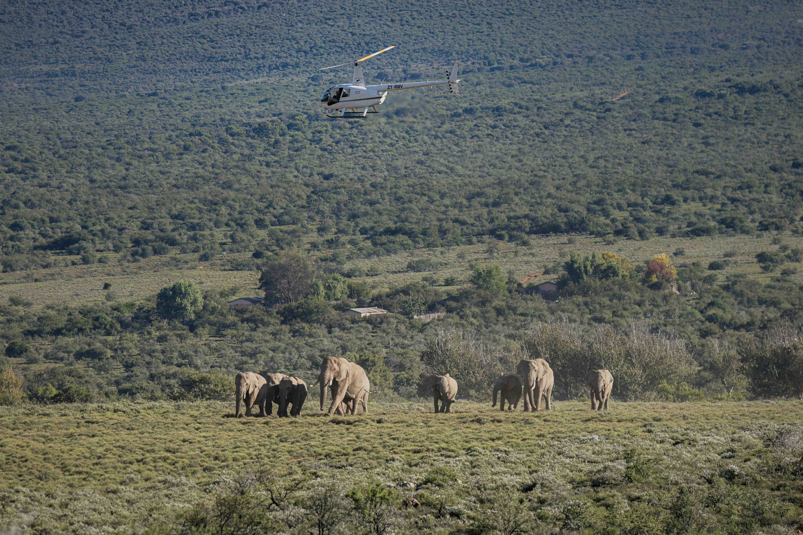 Asante Sana Ele Top Press Images 2mb by wiki west-Asante_Longhill_Wildlife_Emergency _Fund_Elephants_May_2025_by_Wiki_West_Large_no_wm_srgb-6465