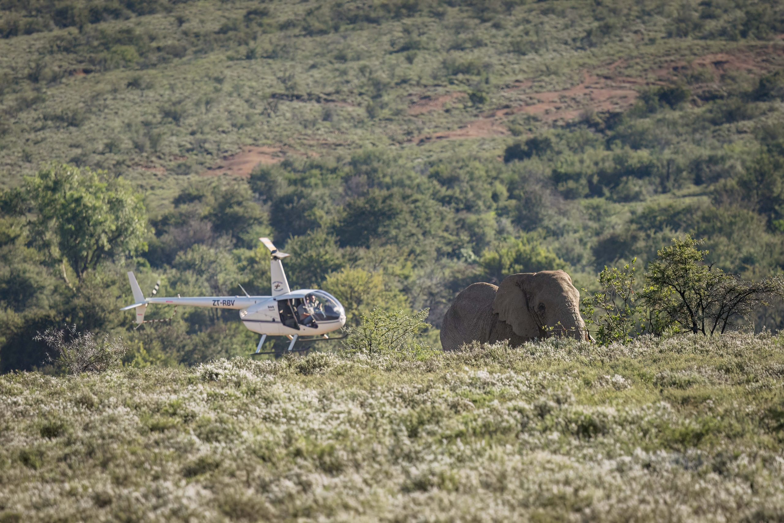 Asante Sana Ele Top Press Images 2mb by wiki west-Asante_Longhill_Wildlife_Emergency _Fund_Elephants_May_2025_by_Wiki_West_Large_no_wm_srgb-6630