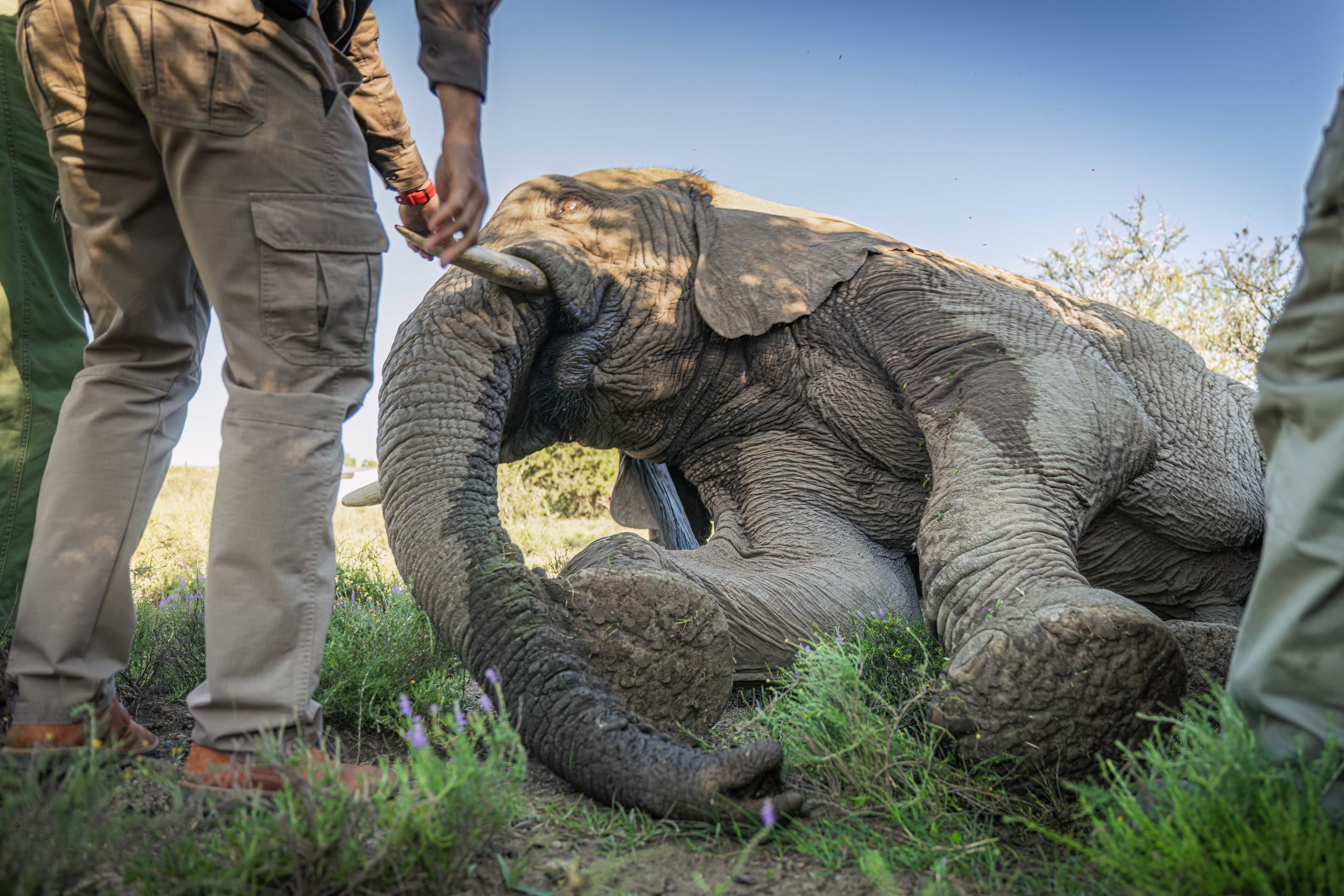 Asante Sana Ele Top Press Images 2mb by wiki west-Asante_Longhill_Wildlife_Emergency _Fund_Elephants_May_2025_by_Wiki_West_Large_no_wm_srgb-6805