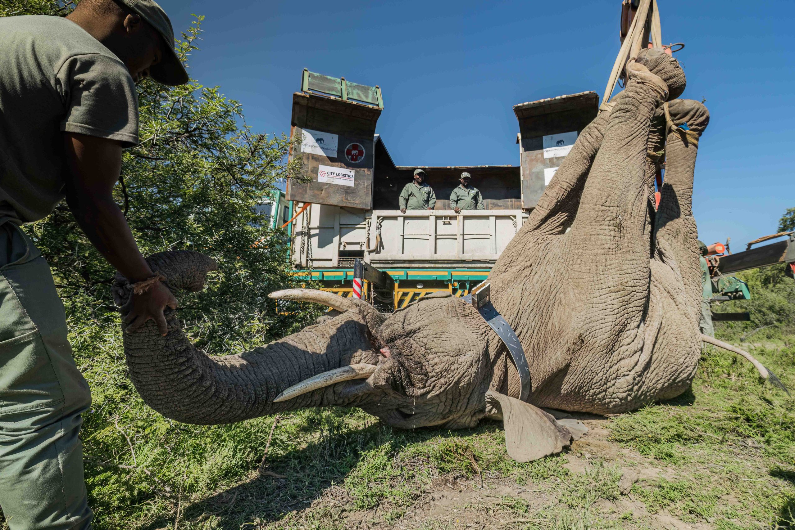 Asante Sana Ele Top Press Images 2mb by wiki west-Asante_Longhill_Wildlife_Emergency _Fund_Elephants_May_2025_by_Wiki_West_Large_no_wm_srgb-7393