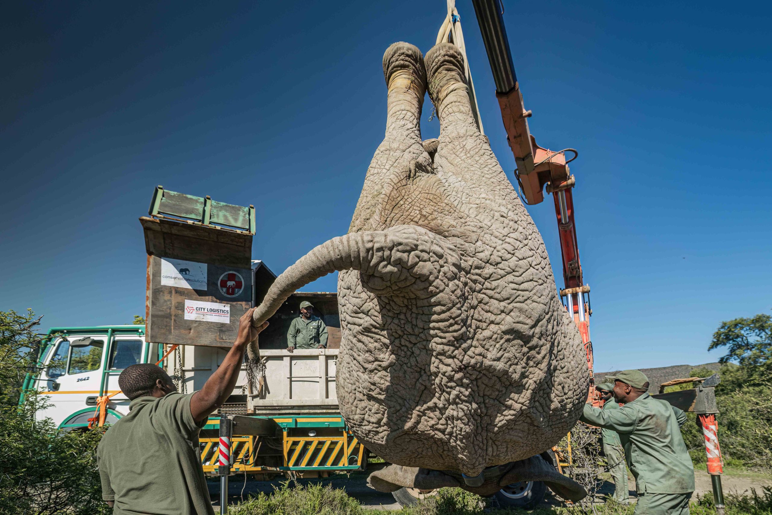 Asante Sana Ele Top Press Images 2mb by wiki west-Asante_Longhill_Wildlife_Emergency _Fund_Elephants_May_2025_by_Wiki_West_Large_no_wm_srgb-7424