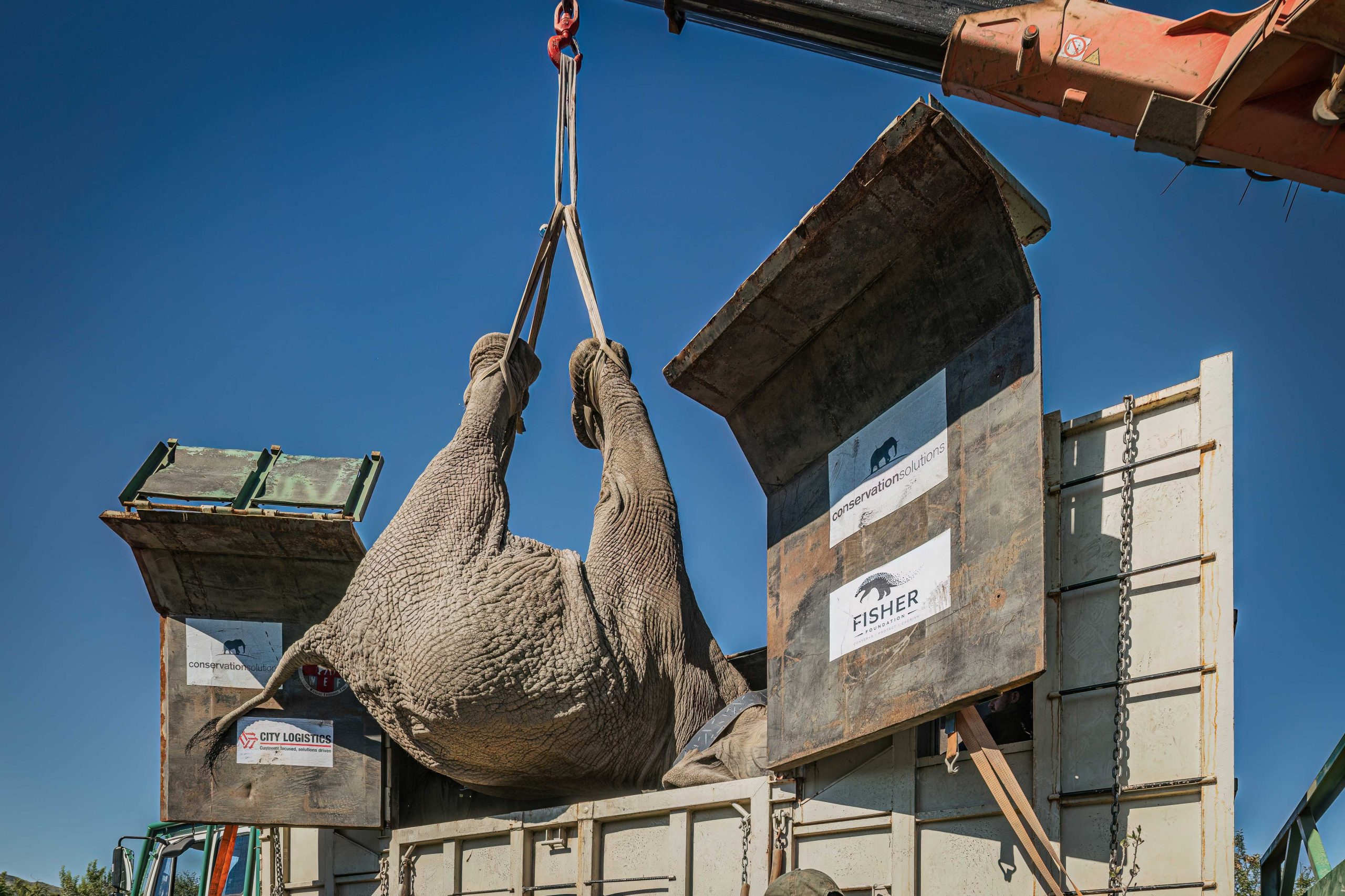 Asante Sana Ele Top Press Images 2mb by wiki west-Asante_Longhill_Wildlife_Emergency _Fund_Elephants_May_2025_by_Wiki_West_Large_no_wm_srgb-7476