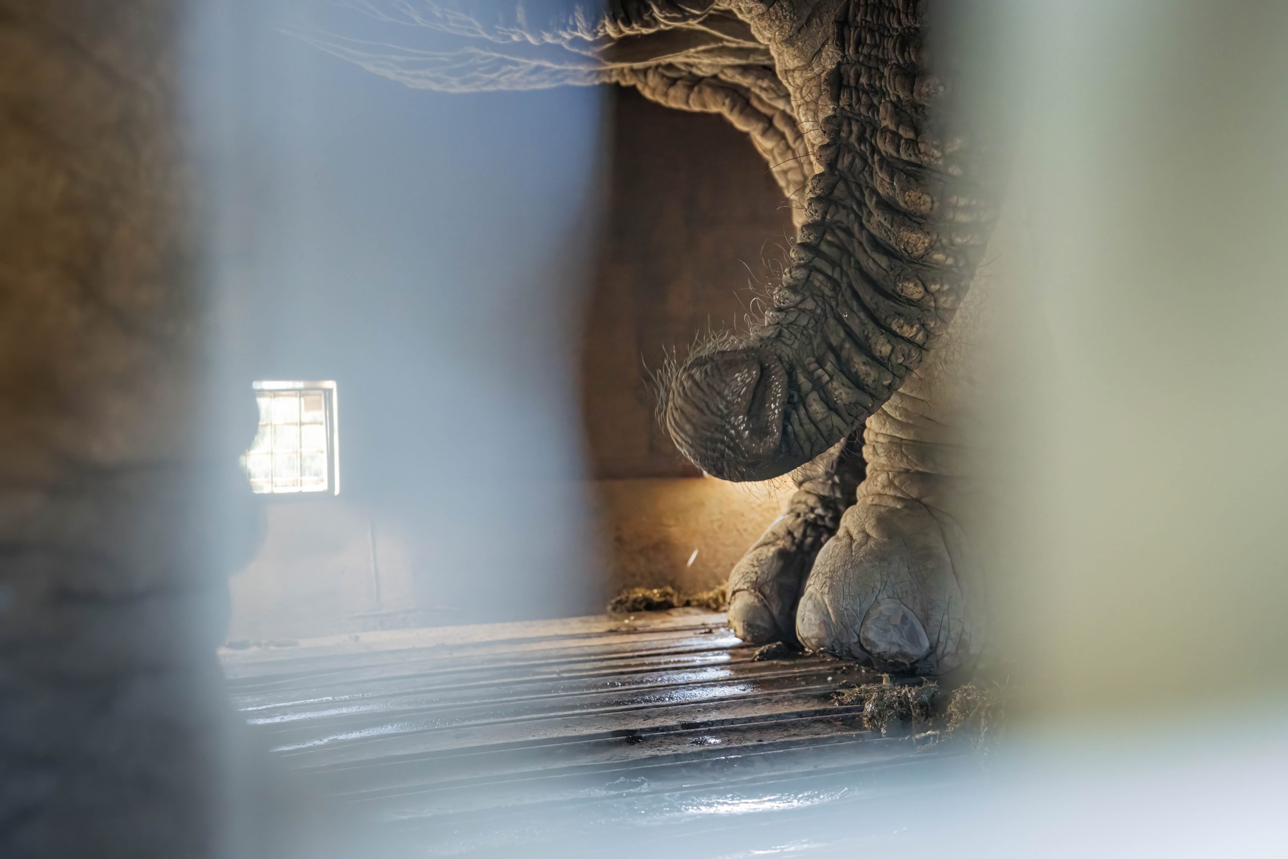 Asante Sana Ele Top Press Images 2mb by wiki west-Asante_Longhill_Wildlife_Emergency _Fund_Elephants_May_2025_by_Wiki_West_Large_no_wm_srgb-7605