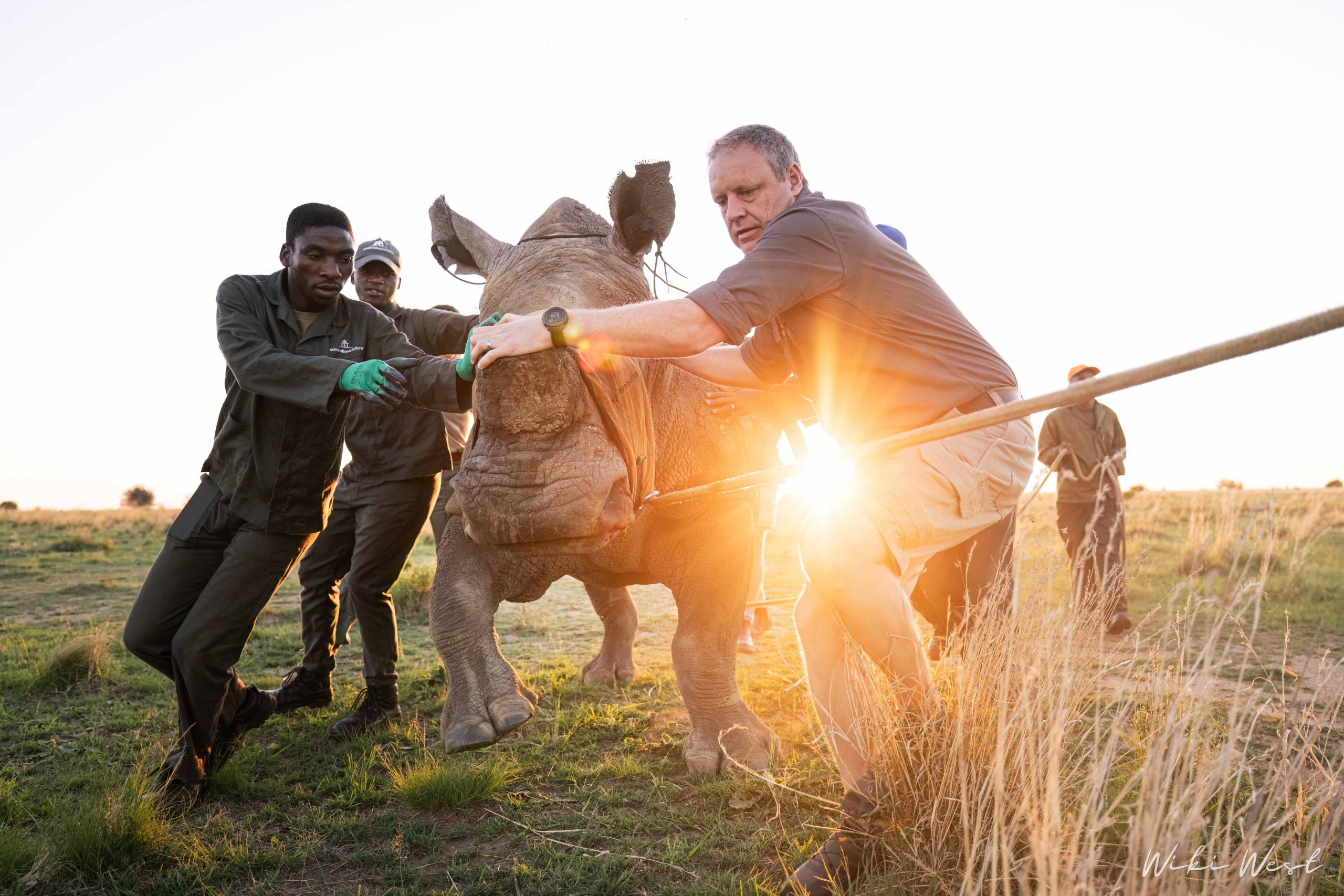 KZN Rhino Rewild Translocation part 1 2mb for blogs-11