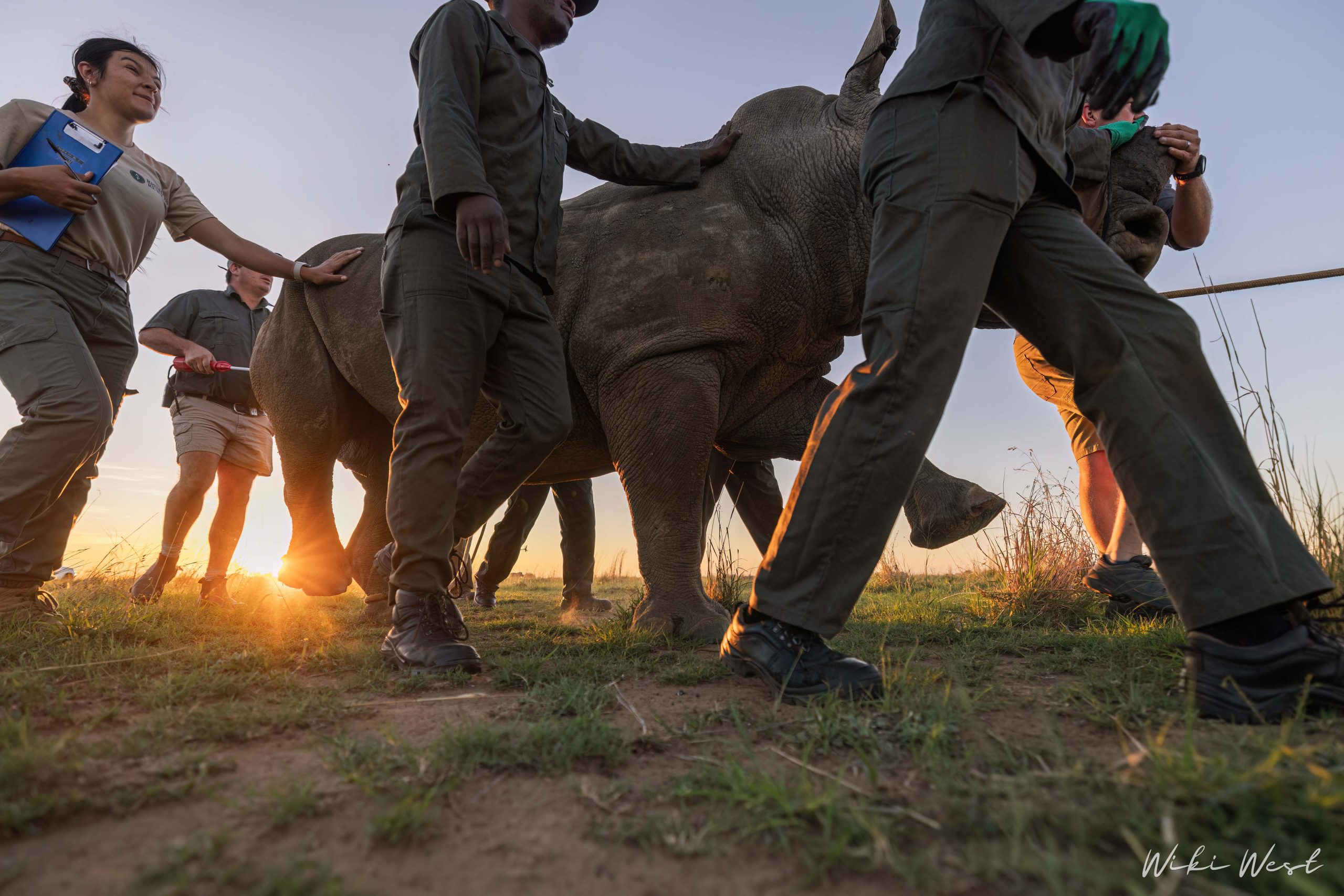 KZN Rhino Rewild Translocation part 1 2mb for blogs-13