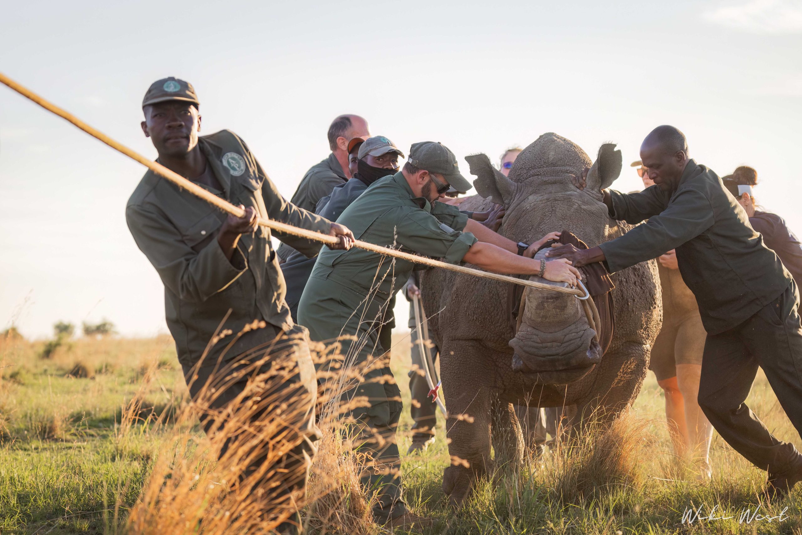 KZN Rhino Rewild Translocation part 1 2mb for blogs-18