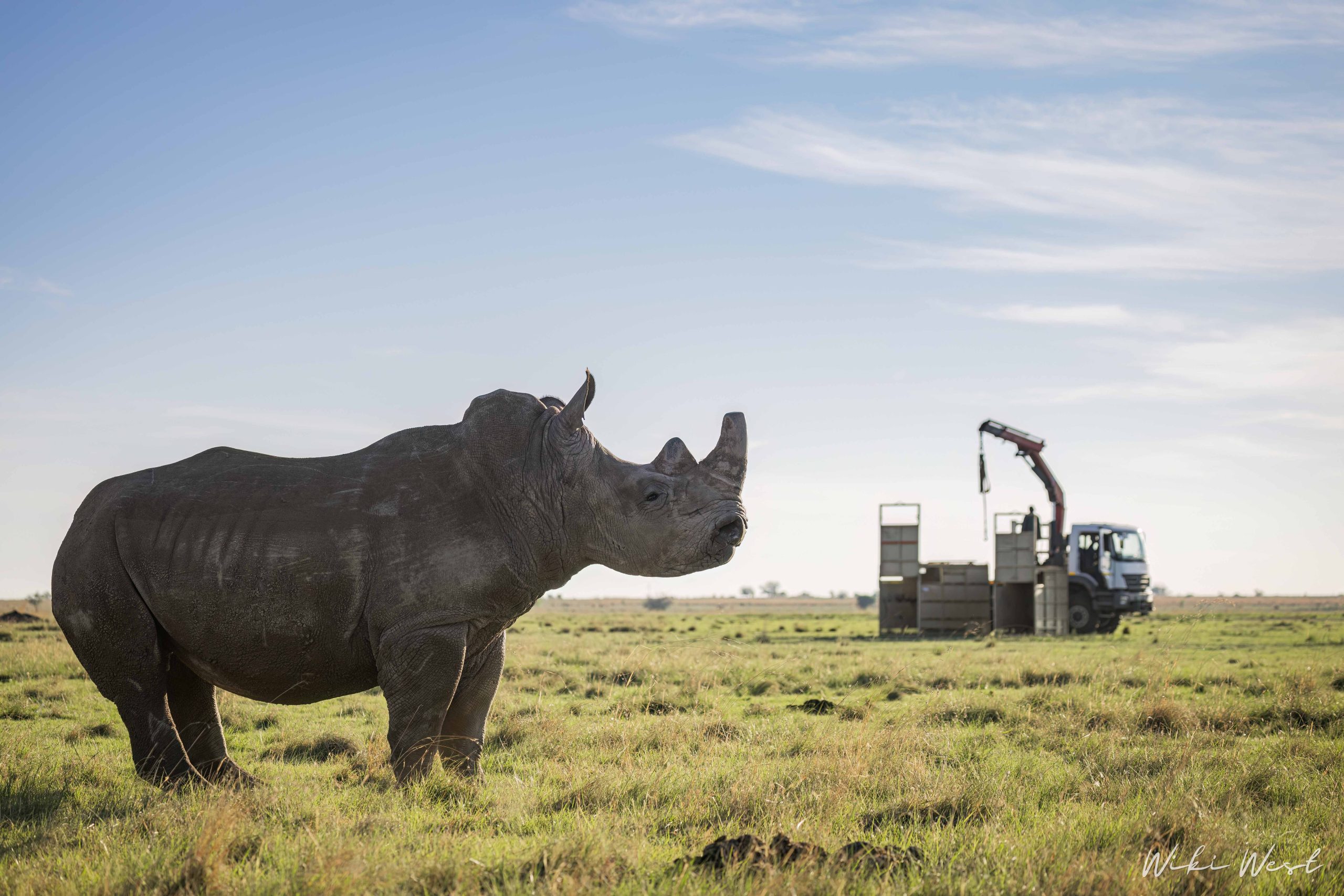 KZN Rhino Rewild Translocation part 1 2mb for blogs-27