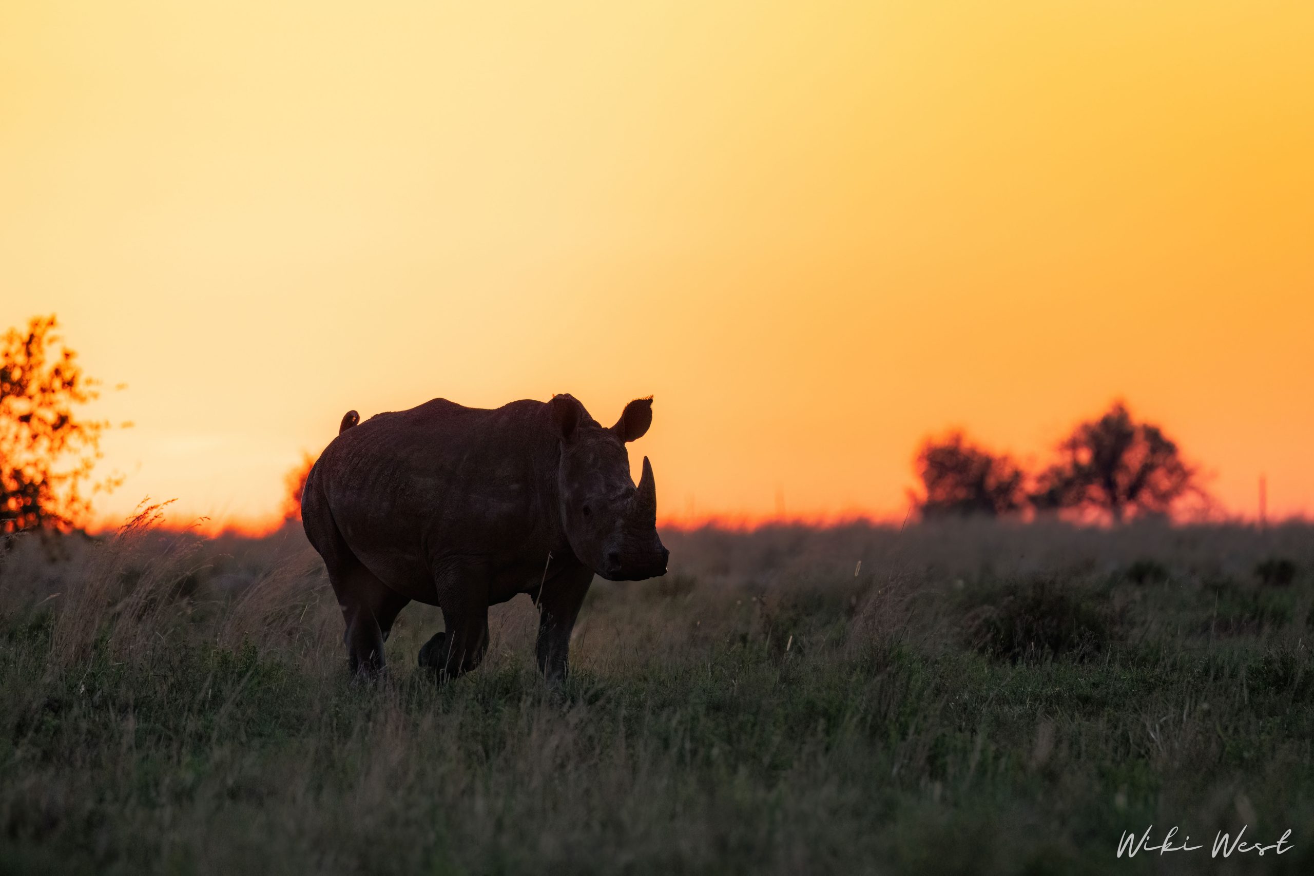 KZN Rhino Rewild Translocation part 1 2mb for blogs-3