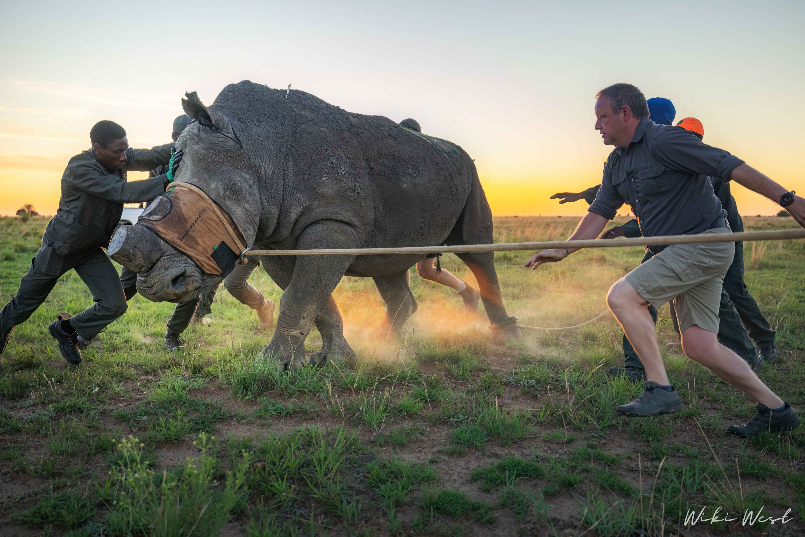 KZN Rhino Rewild Translocation part 1 2mb for blogs-4
