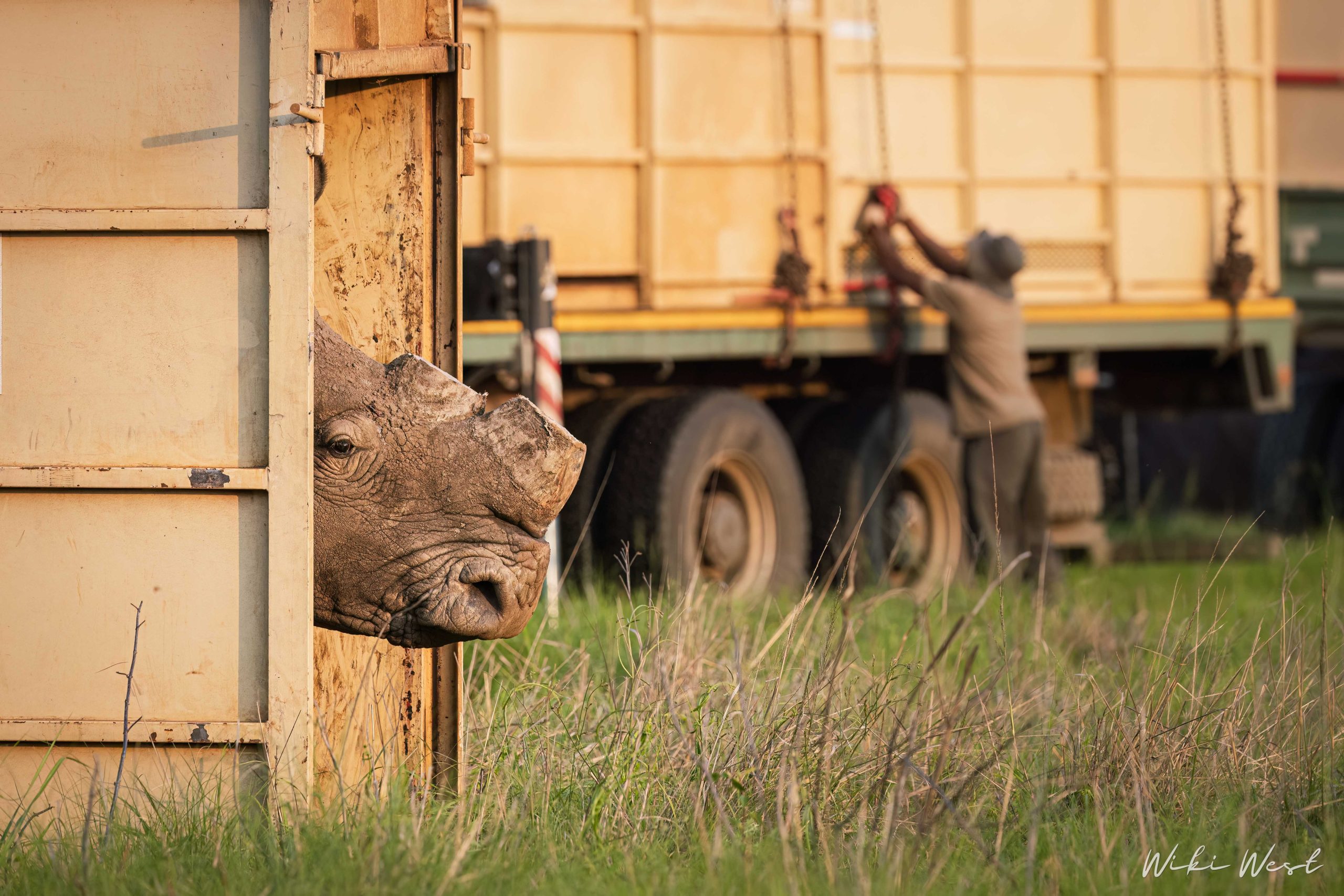 KZN Rhino Rewild Translocation part 1 2mb for blogs-51