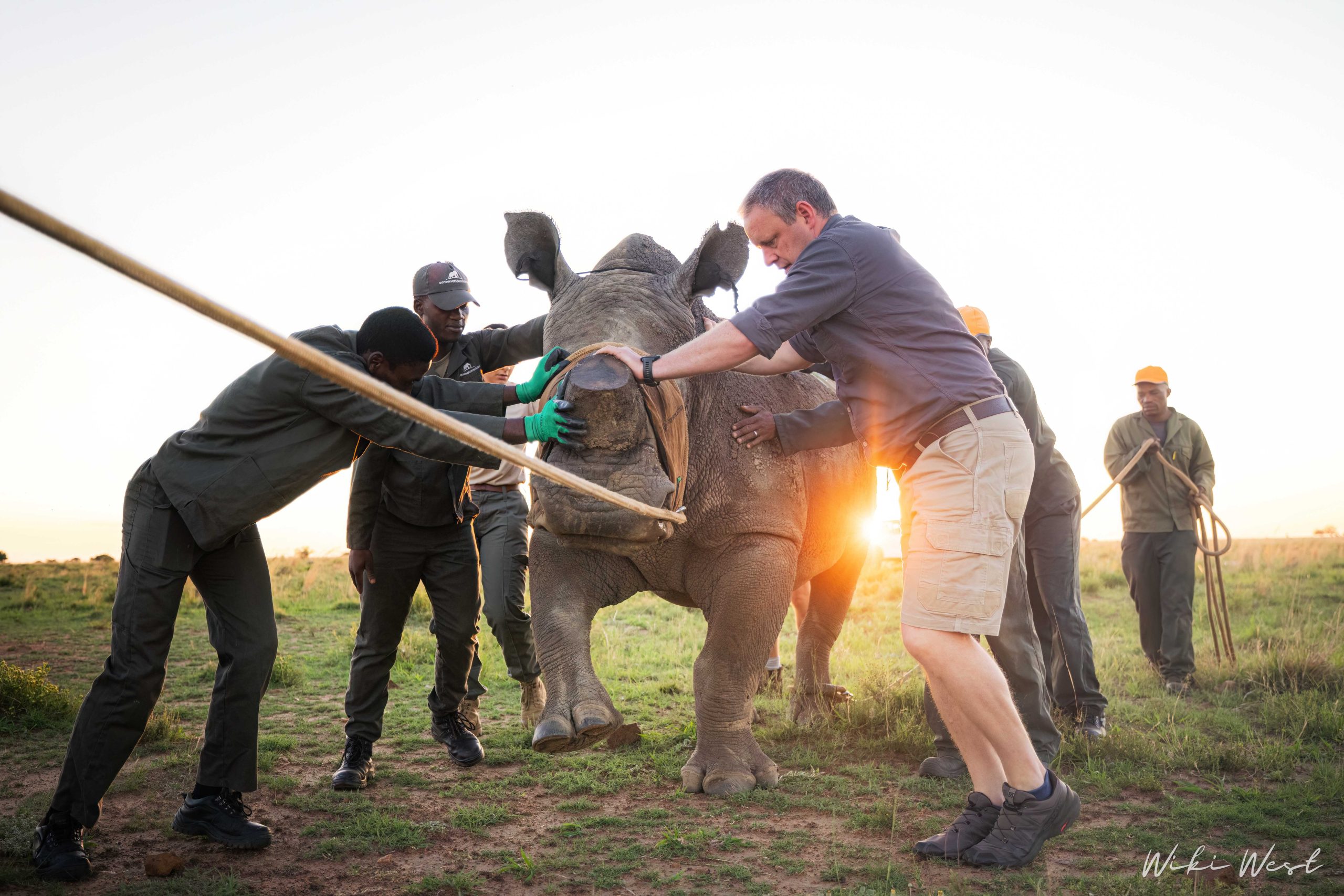 KZN Rhino Rewild Translocation part 1 2mb for blogs-6