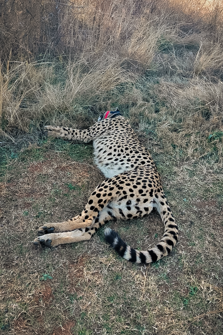 cheetah reitvlei escape 2mb may 2025-WhatsApp Image 2025-06-03 at 19.13.28_5cbbec96