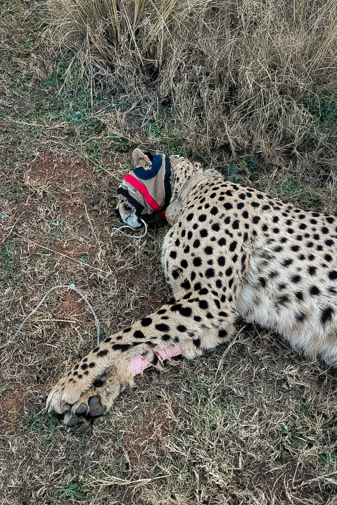 cheetah reitvlei escape 2mb may 2025-WhatsApp Image 2025-06-03 at 19.13.29_4b6fcfec