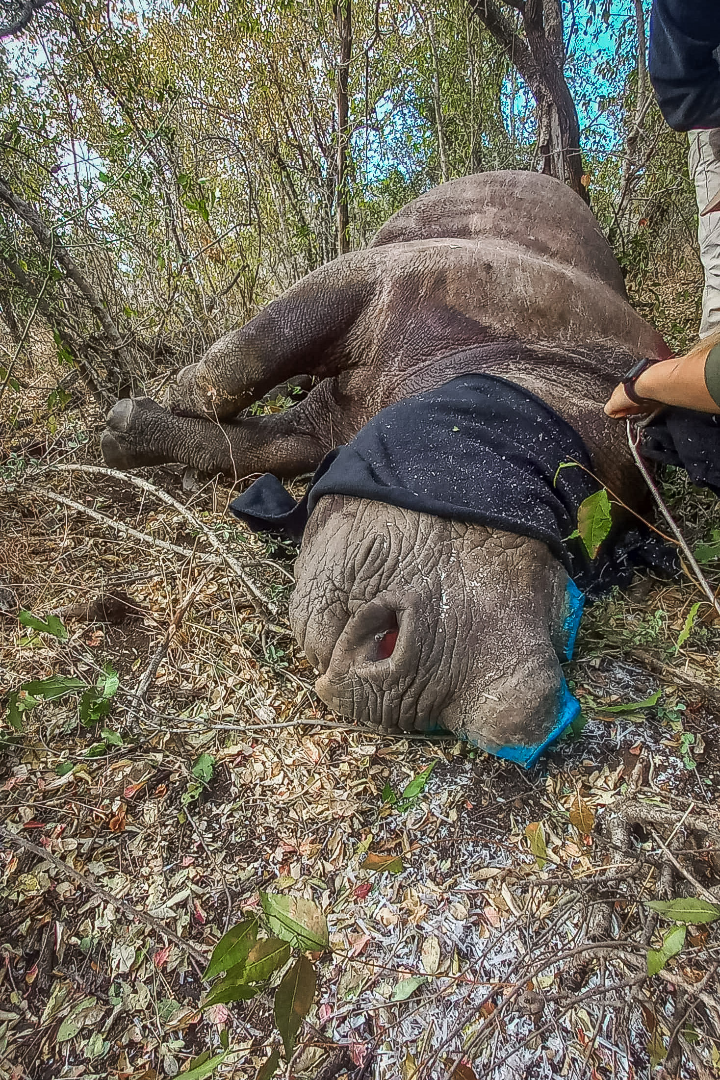 dehorning_mpumalanga_2mb-WhatsApp Image 2025-06-02 at 19.19.34_f96dd042