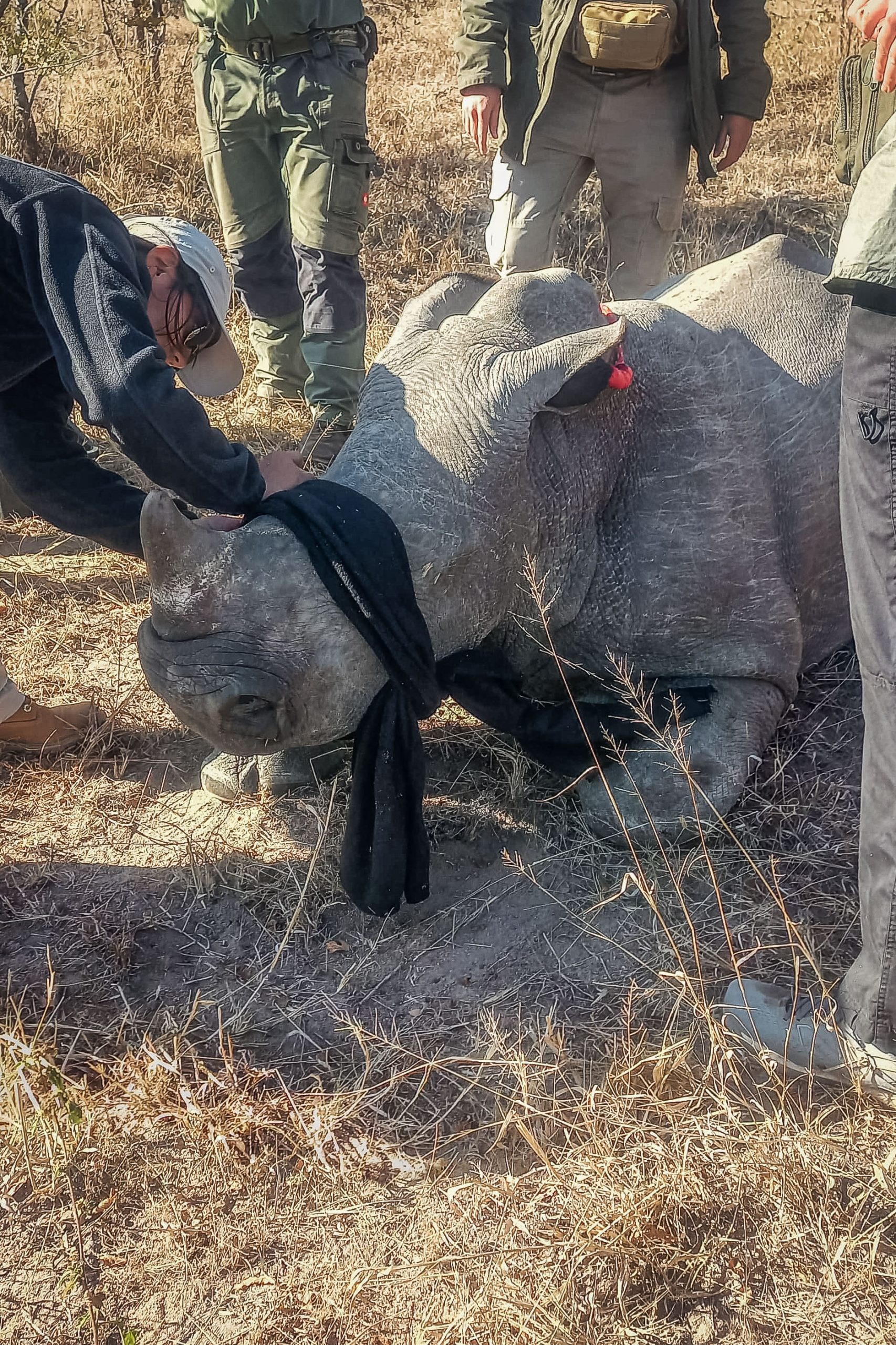 dehorning_mpumalanga_2mb-WhatsApp Image 2025-06-02 at 19.19.42_a464d053