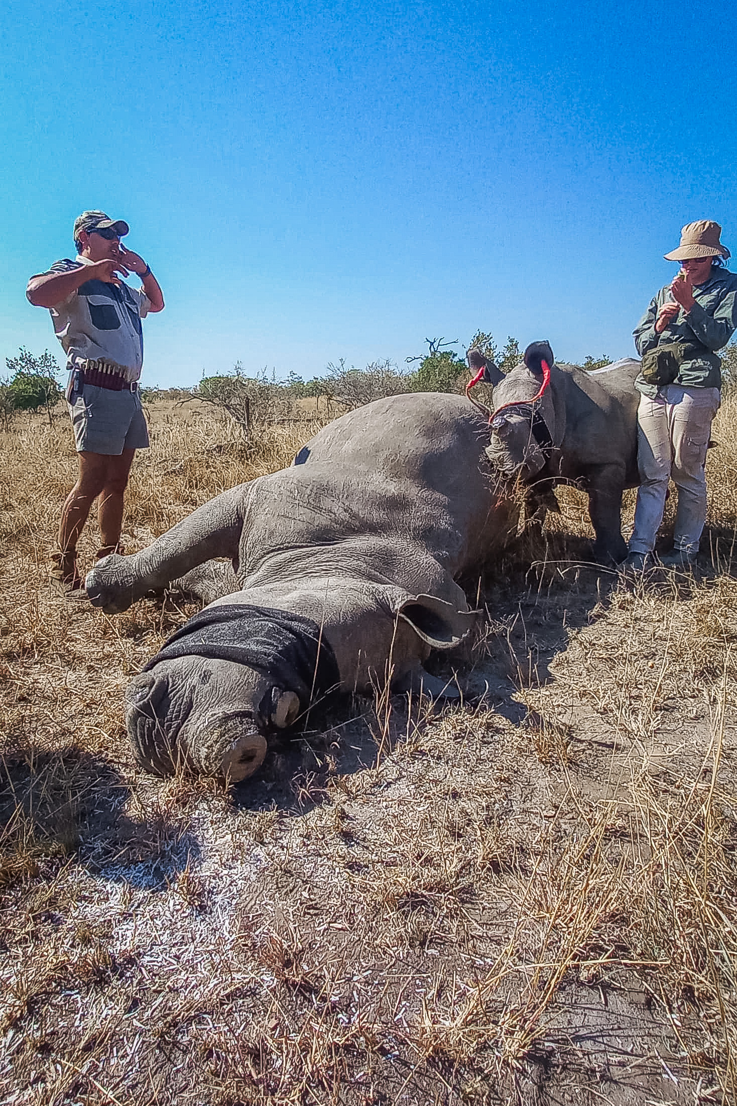 dehorning_mpumalanga_2mb-WhatsApp Image 2025-06-02 at 19.19.50_9055aa0f