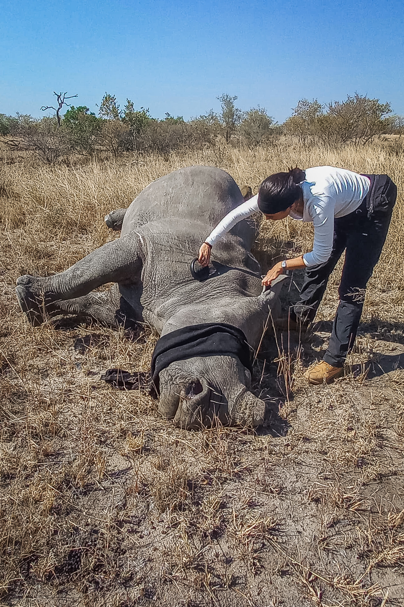 dehorning_mpumalanga_2mb-WhatsApp Image 2025-06-02 at 19.19.50_d76dd6e4