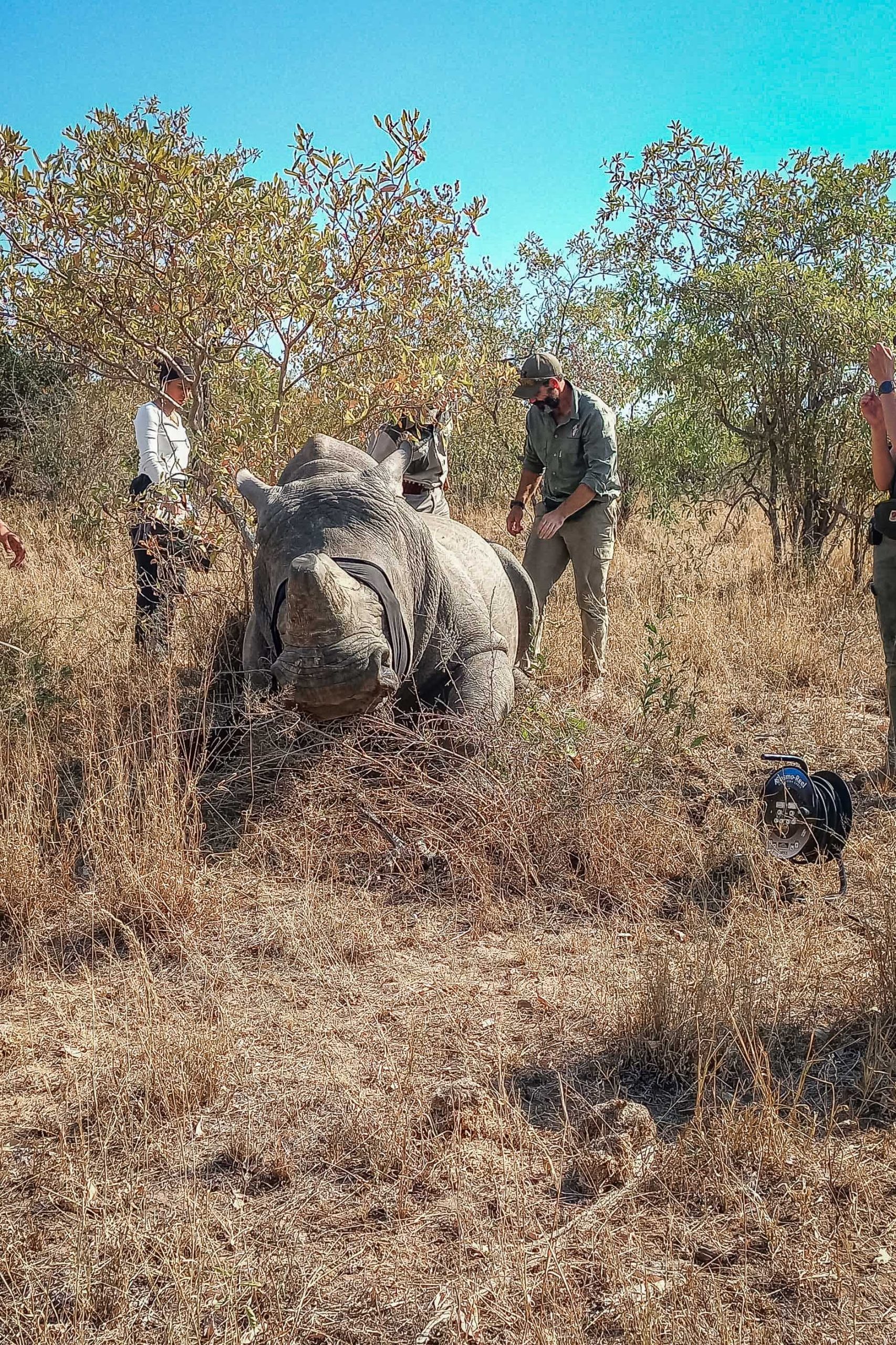 dehorning_mpumalanga_2mb-WhatsApp Image 2025-06-02 at 19.19.54_c2db0bbe