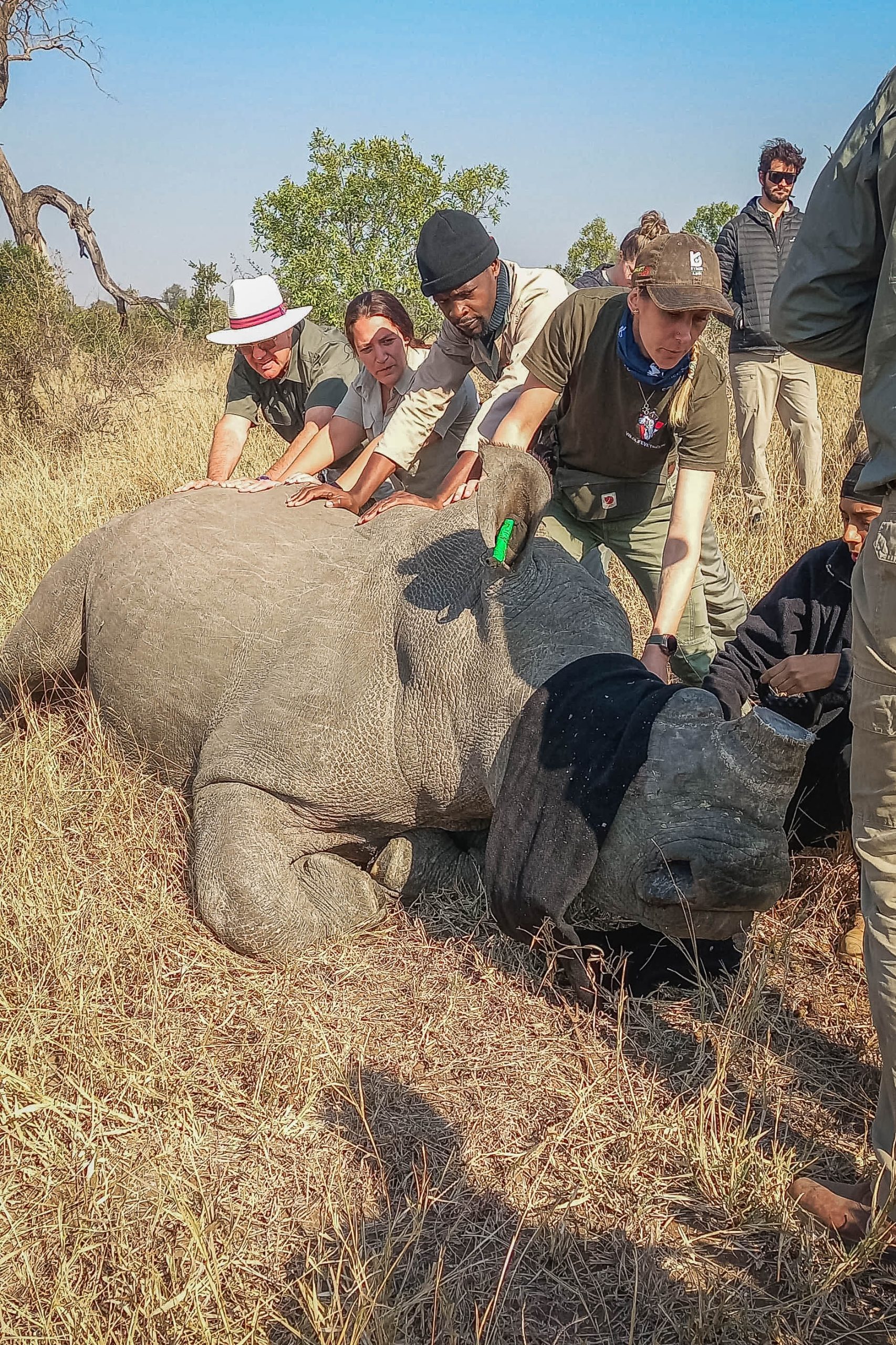 dehorning_mpumalanga_2mb-WhatsApp Image 2025-06-02 at 19.19.57_575be0ed