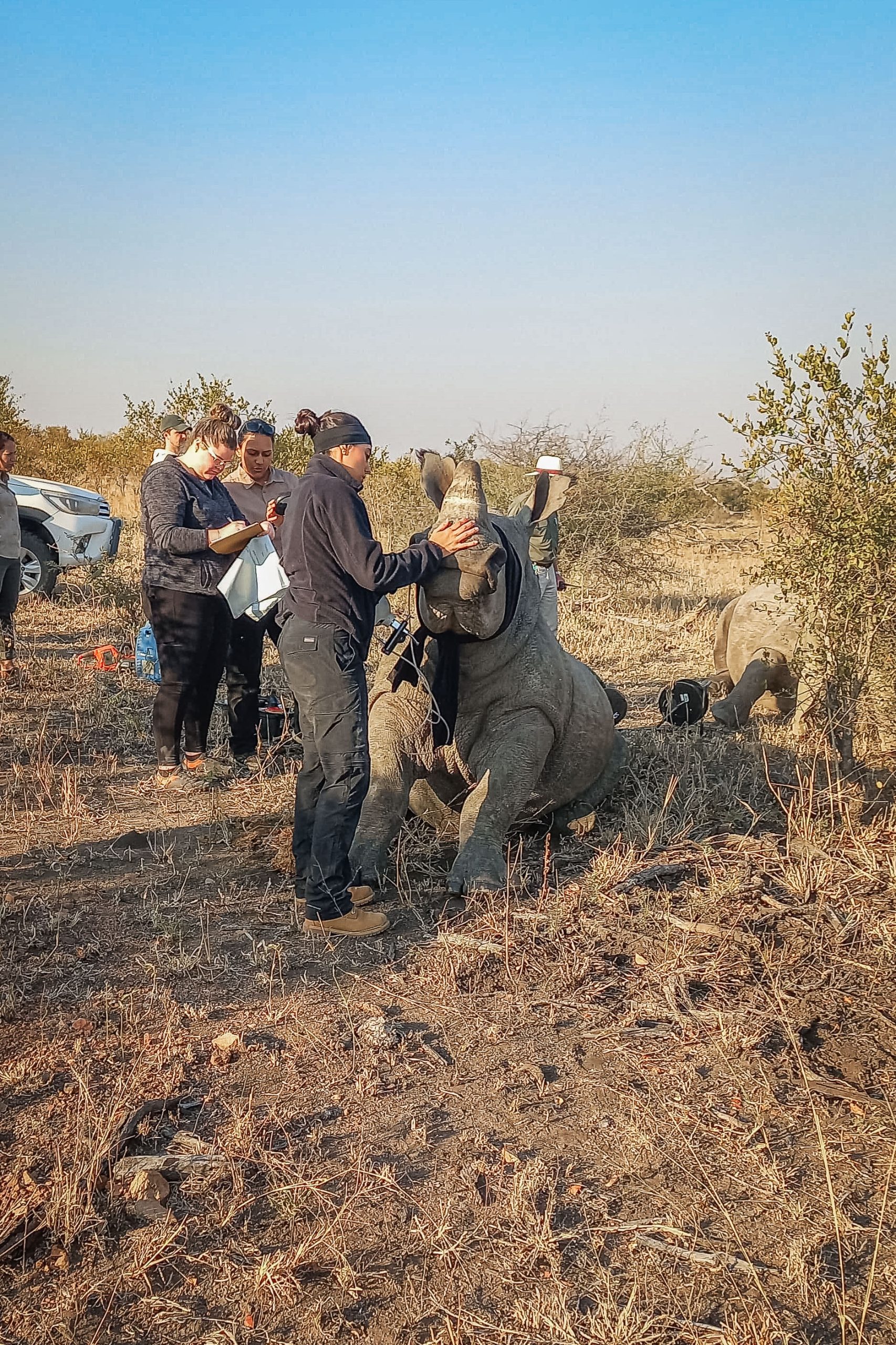 dehorning_mpumalanga_2mb-WhatsApp Image 2025-06-02 at 19.19.59_00f55c1b