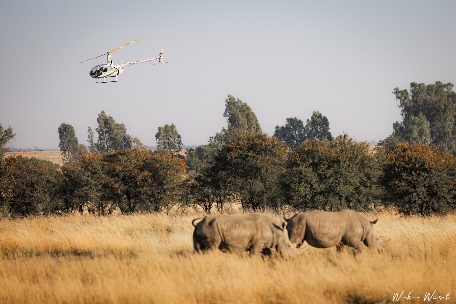 wiki west rhino rewild wewild africa small 2mb-108