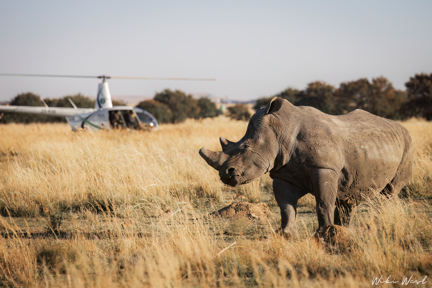wiki west rhino rewild wewild africa small 2mb-113