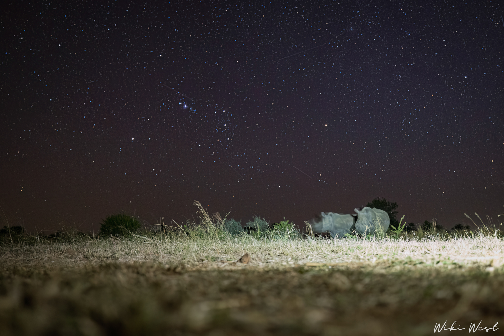 wiki west rhino rewild wewild africa small 2mb-13