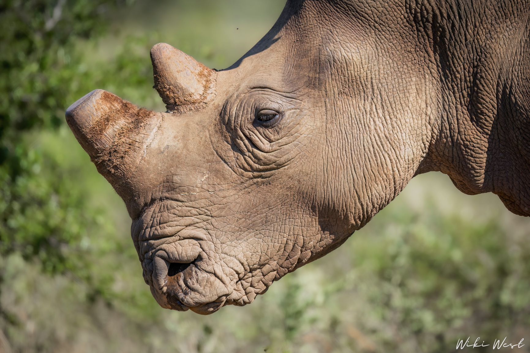 wiki west rhino rewild wewild africa small 2mb-137