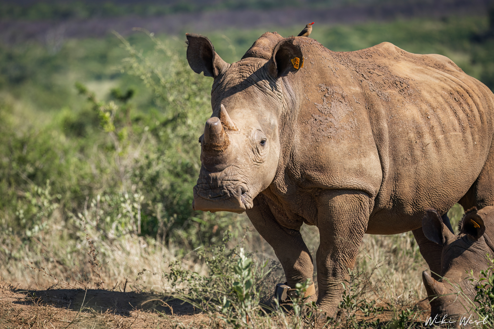 wiki west rhino rewild wewild africa small 2mb-138