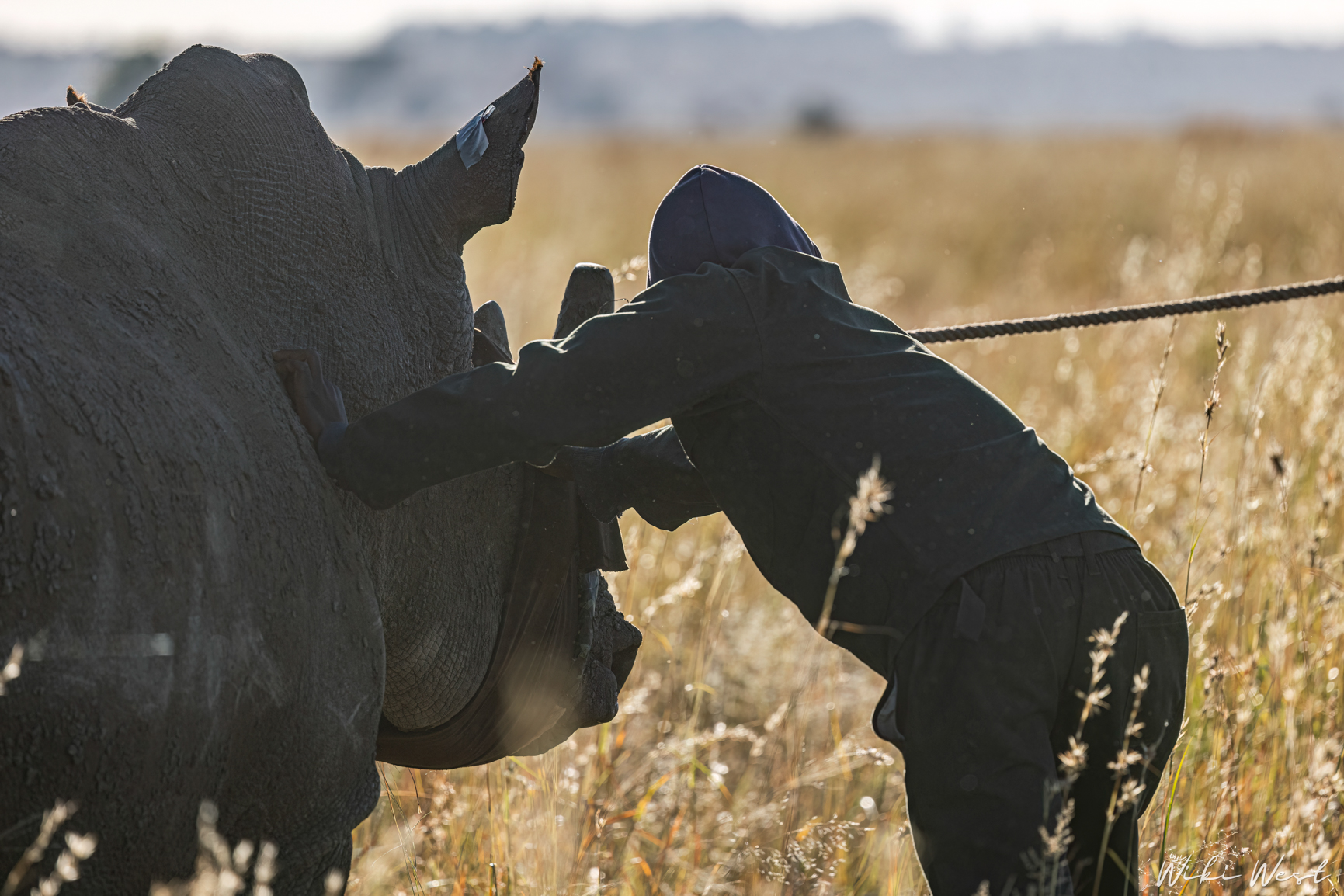 wiki west rhino rewild wewild africa small 2mb-20