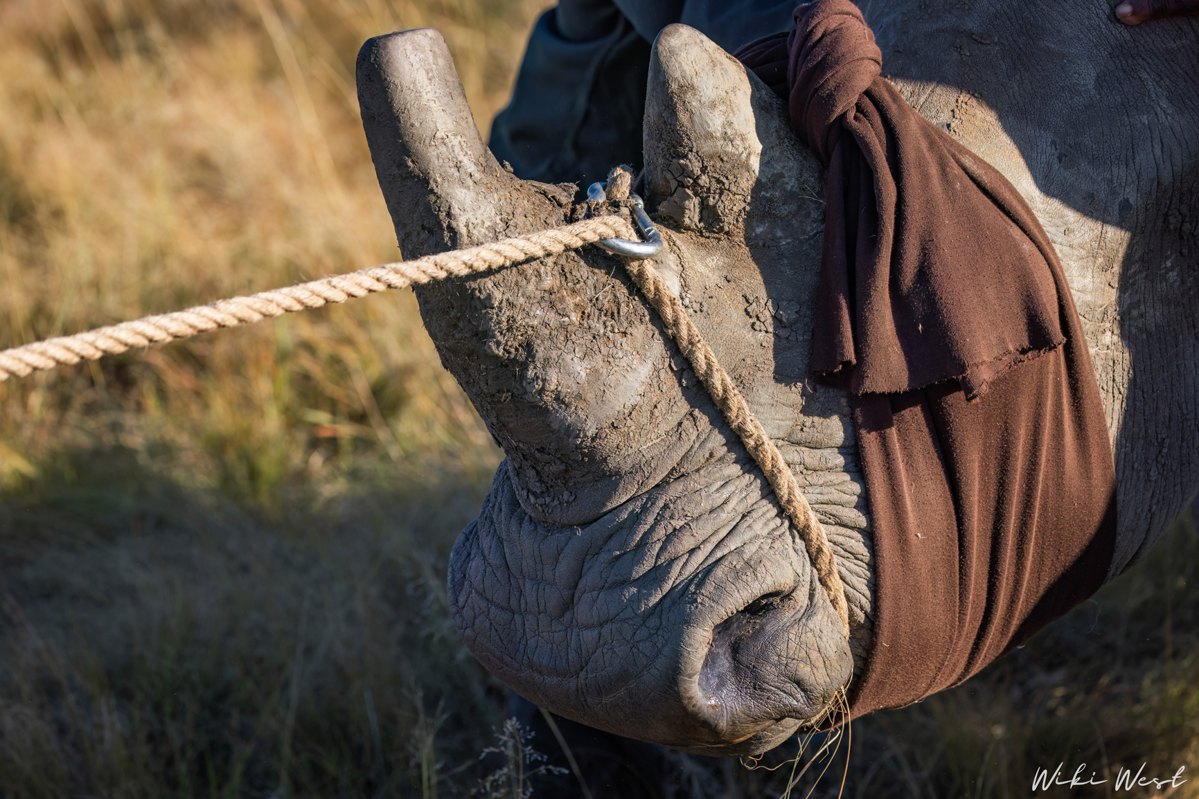 wiki west rhino rewild wewild africa small 2mb-23