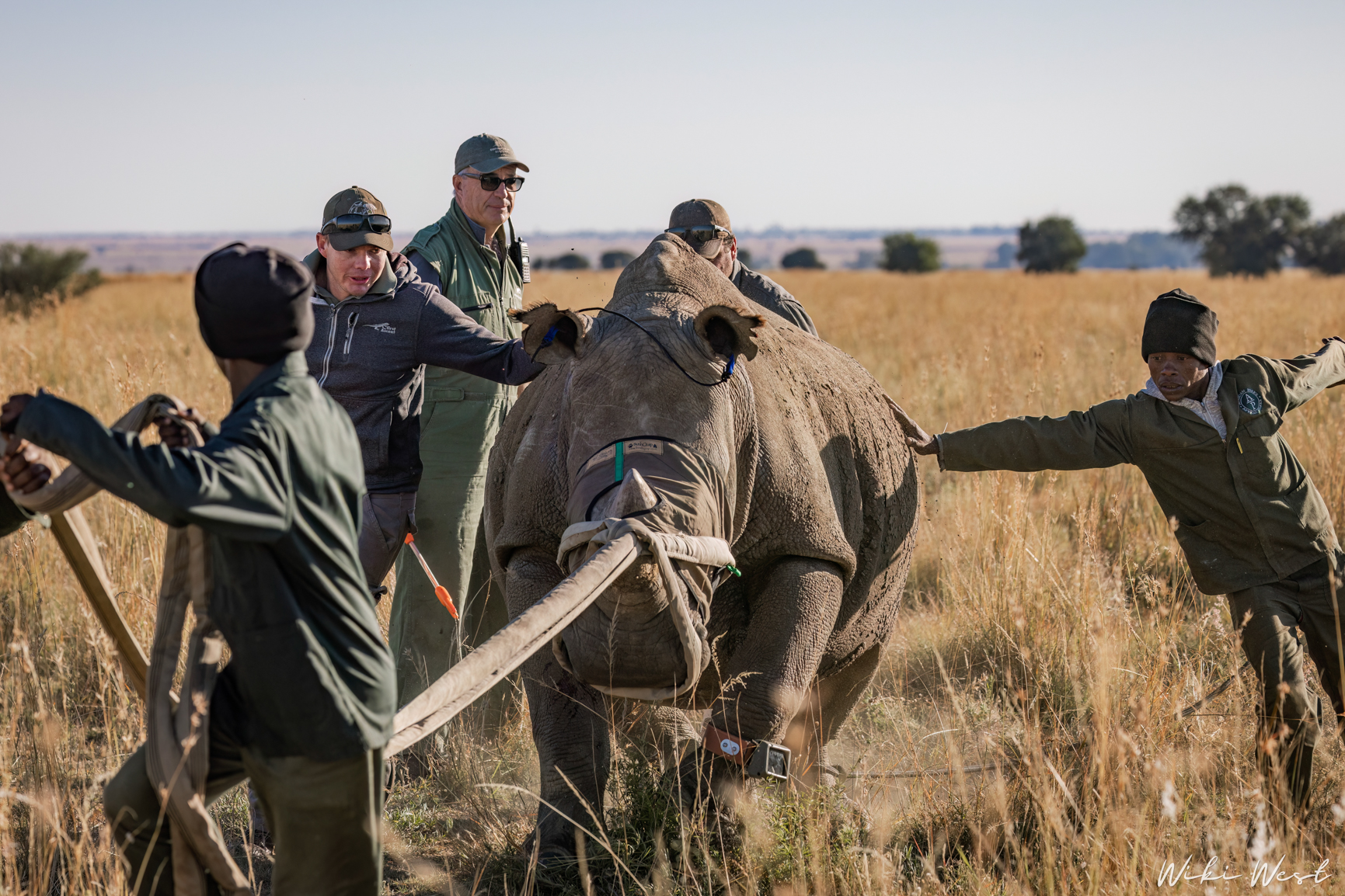 wiki west rhino rewild wewild africa small 2mb-25