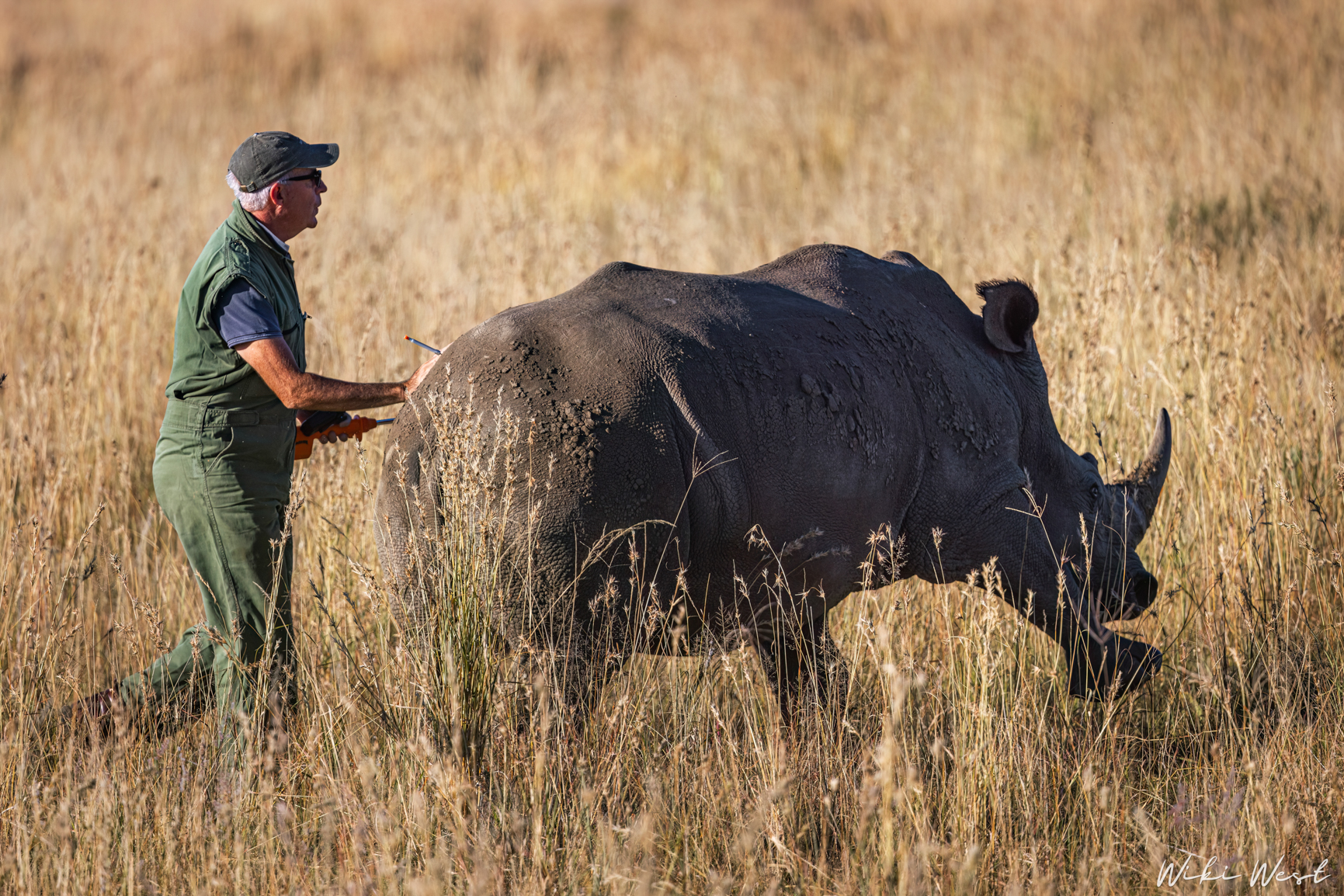 wiki west rhino rewild wewild africa small 2mb-26