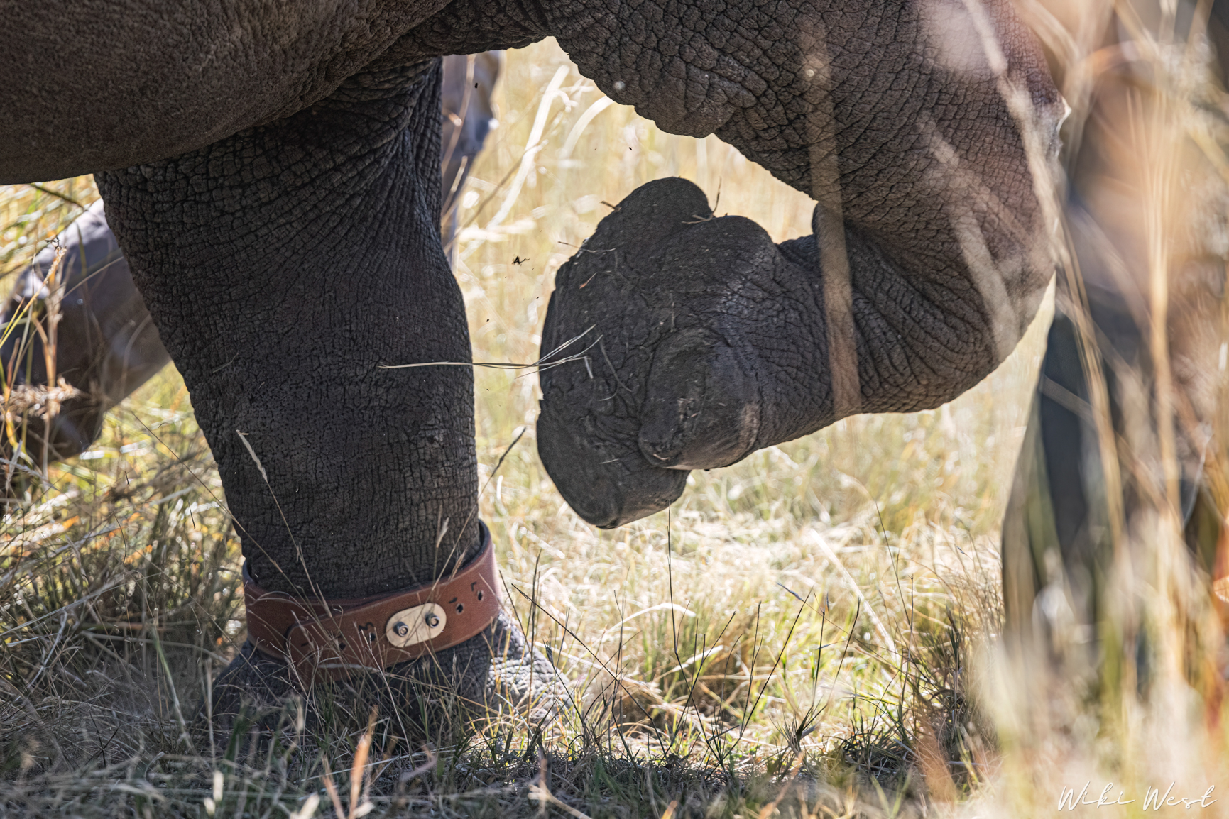 wiki west rhino rewild wewild africa small 2mb-68