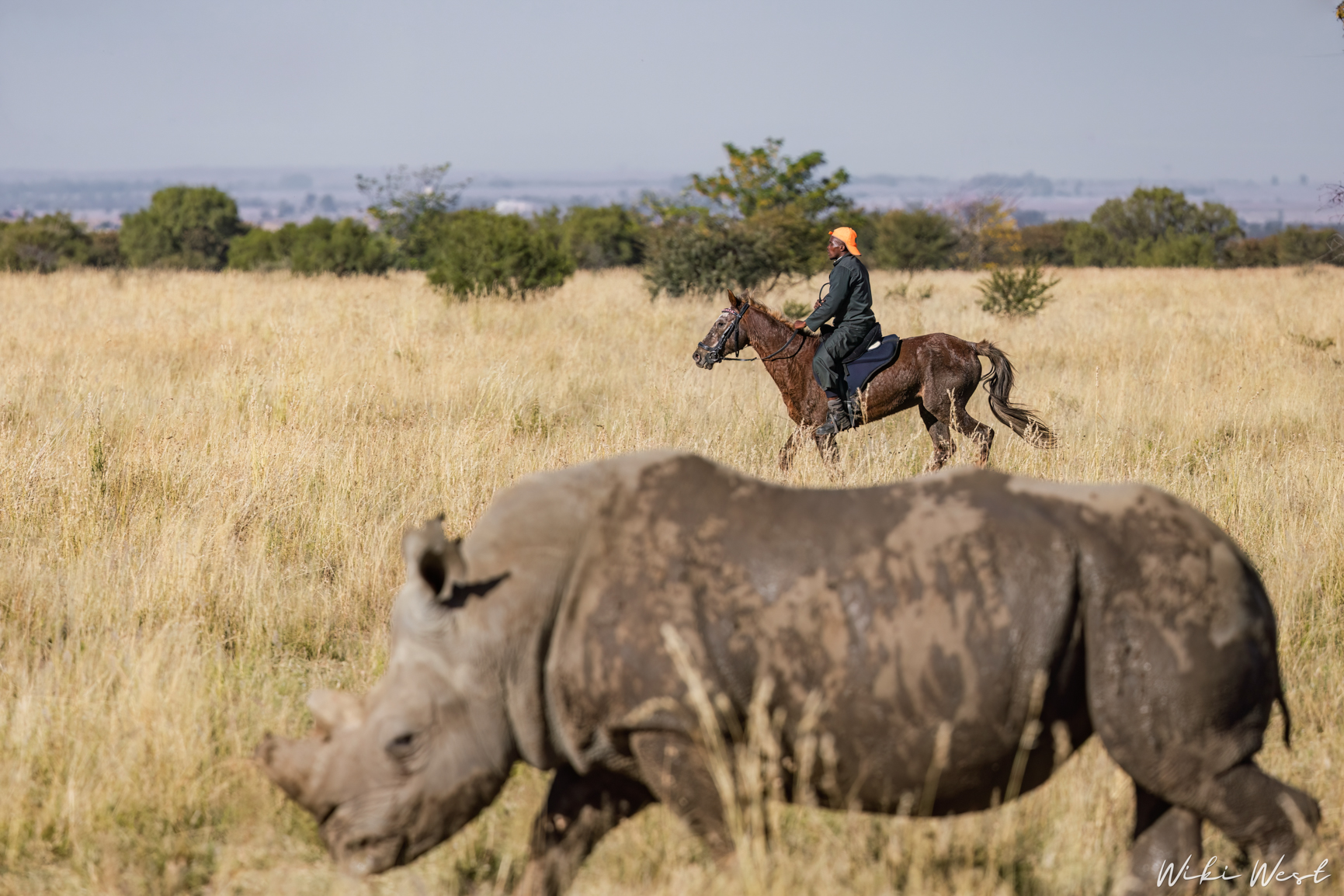 wiki west rhino rewild wewild africa small 2mb-74