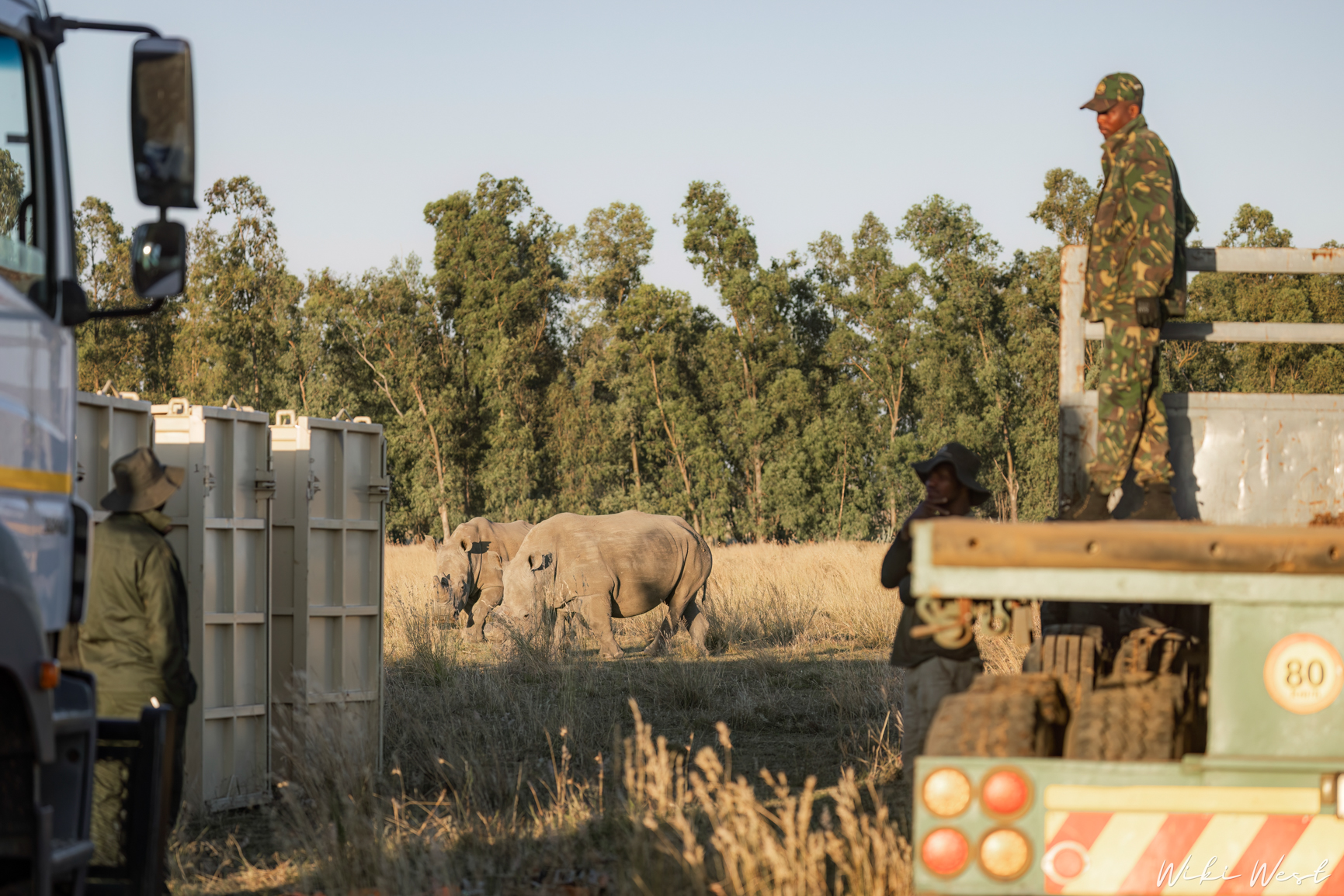 wiki west rhino rewild wewild africa small 2mb-85