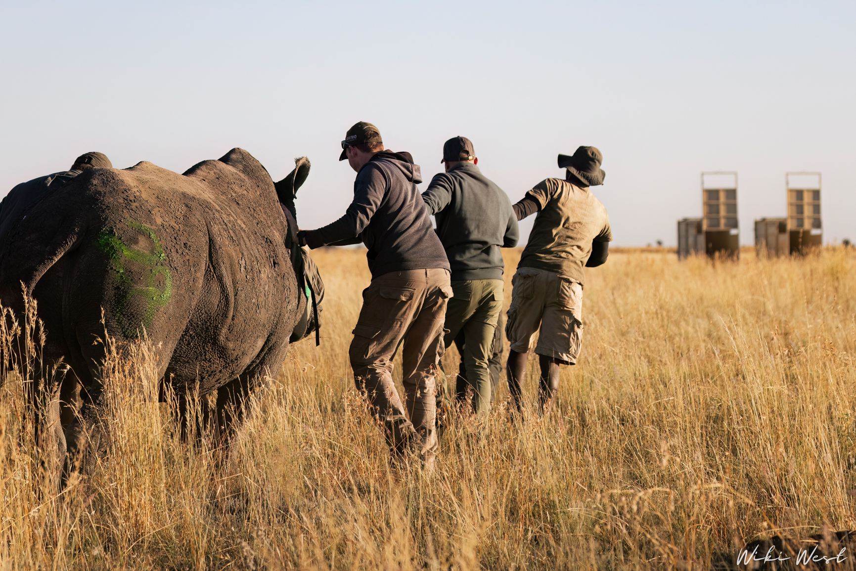 wiki west rhino rewild wewild africa small 2mb-96